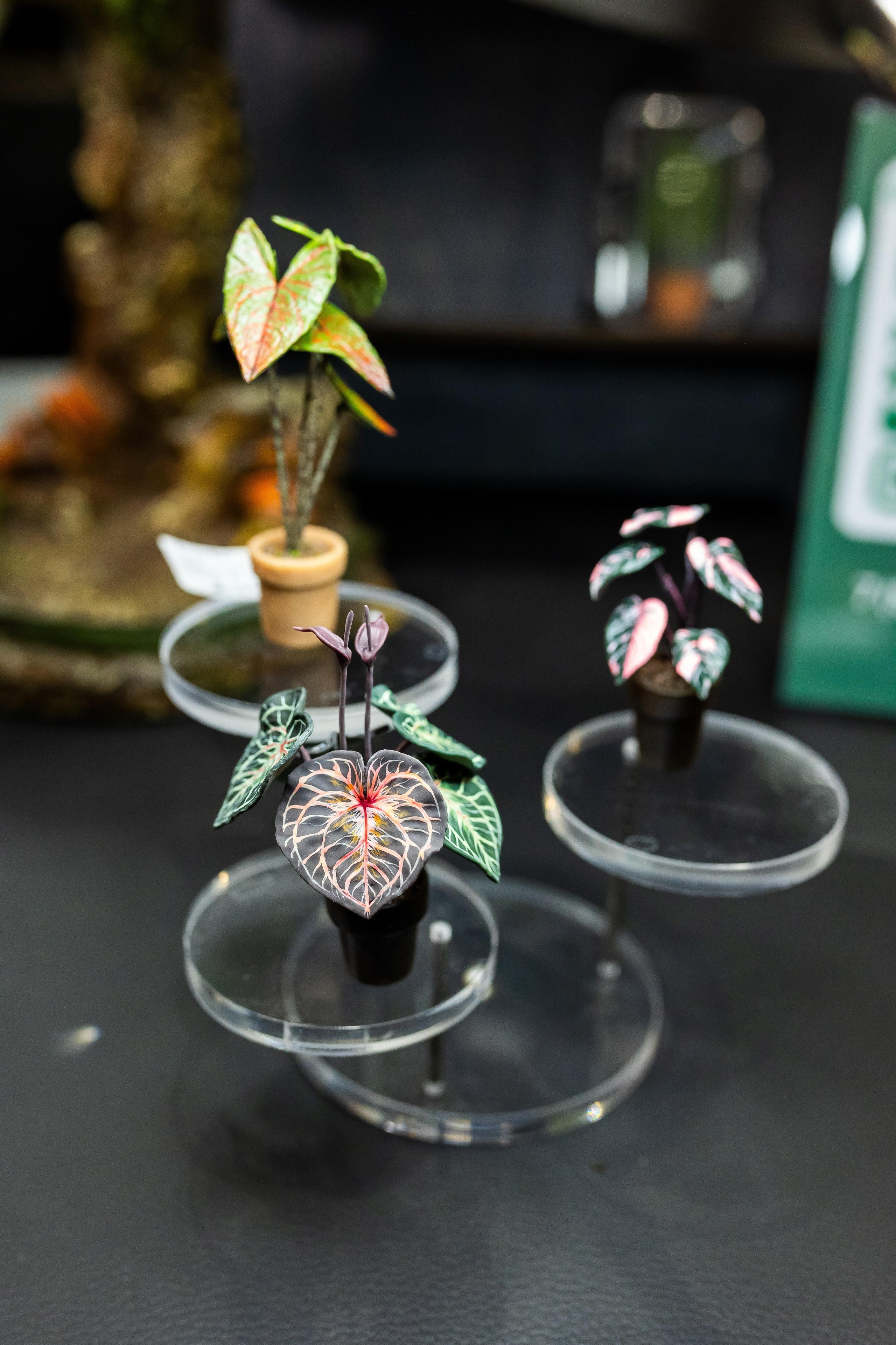 Монстериум апрель 2025. Александра Куликова фотограф, Москва