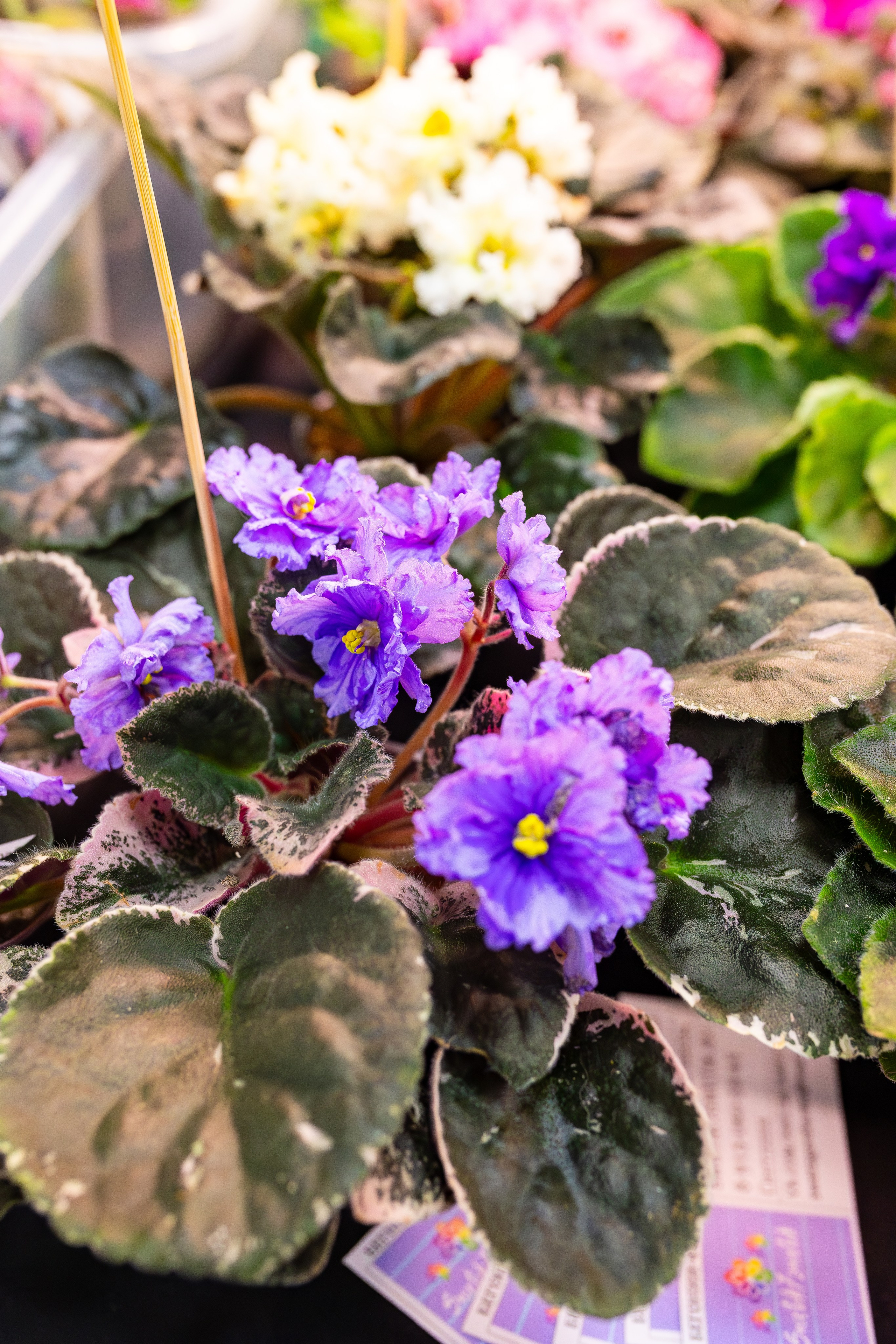 Орхидиум сентябрь 2025. Александра Куликова фотограф, Москва