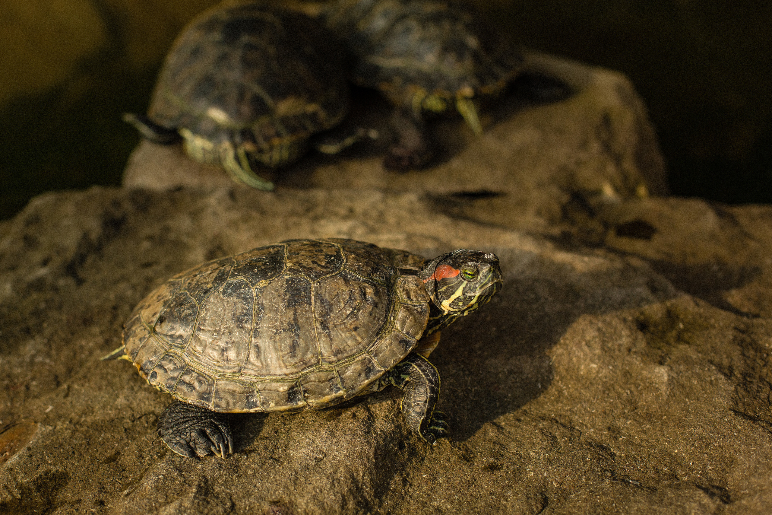 Фотосессия Светланы. Портретный фотограф в Кемерово Алеся Цайтлер
