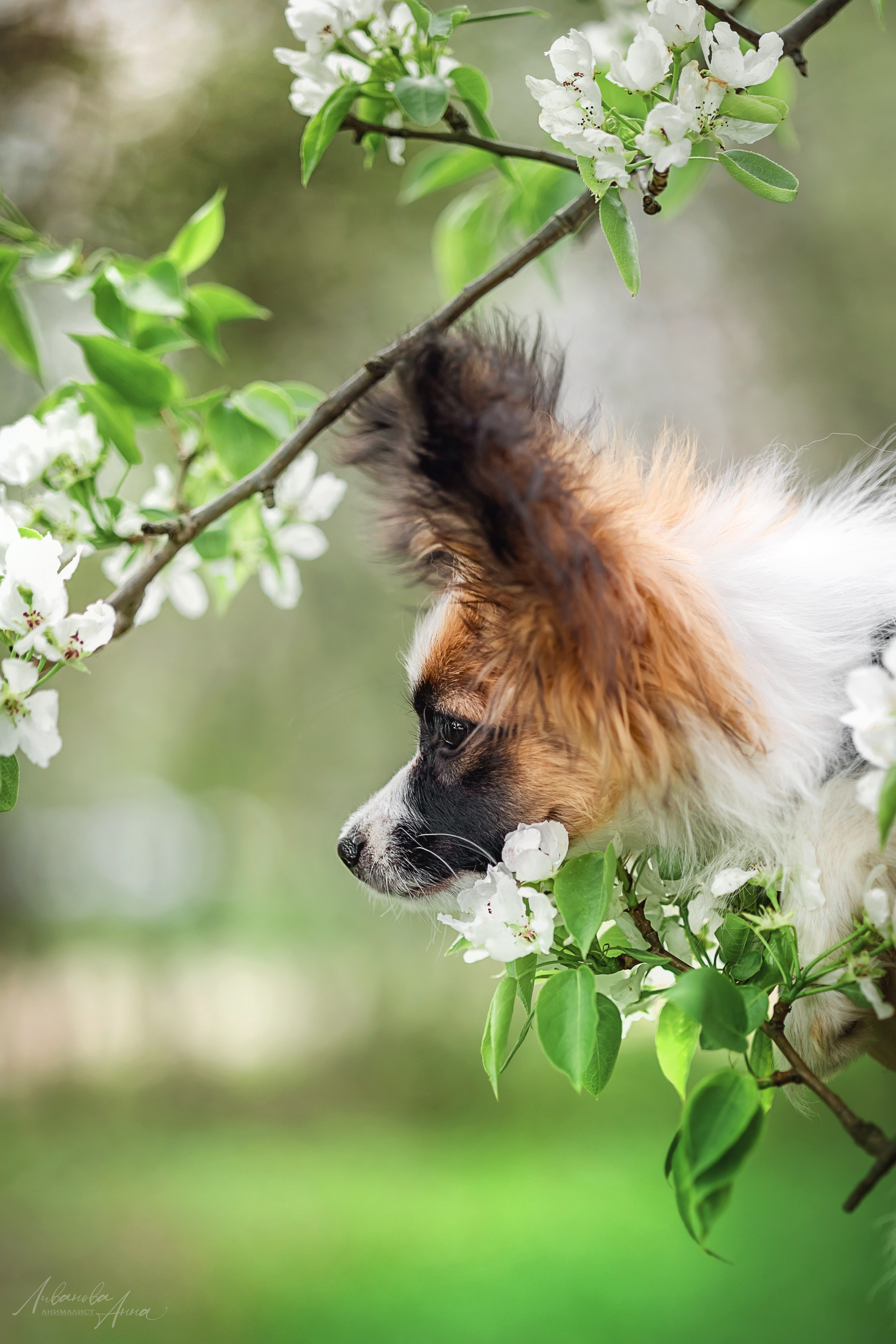Хьюстон. Фотограф анималист Аня Ливанова | Рыбинск