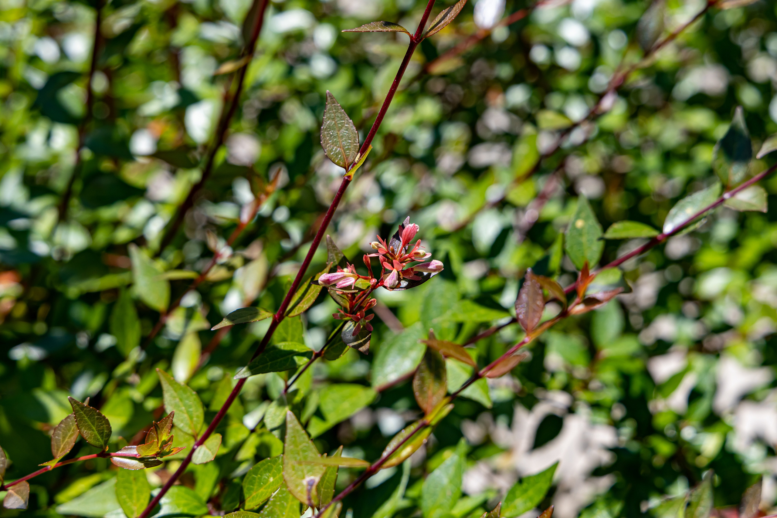 Сочи. Солох Аул. Репортажный, семейный и студийный фотограф в Москве Демин Алексей