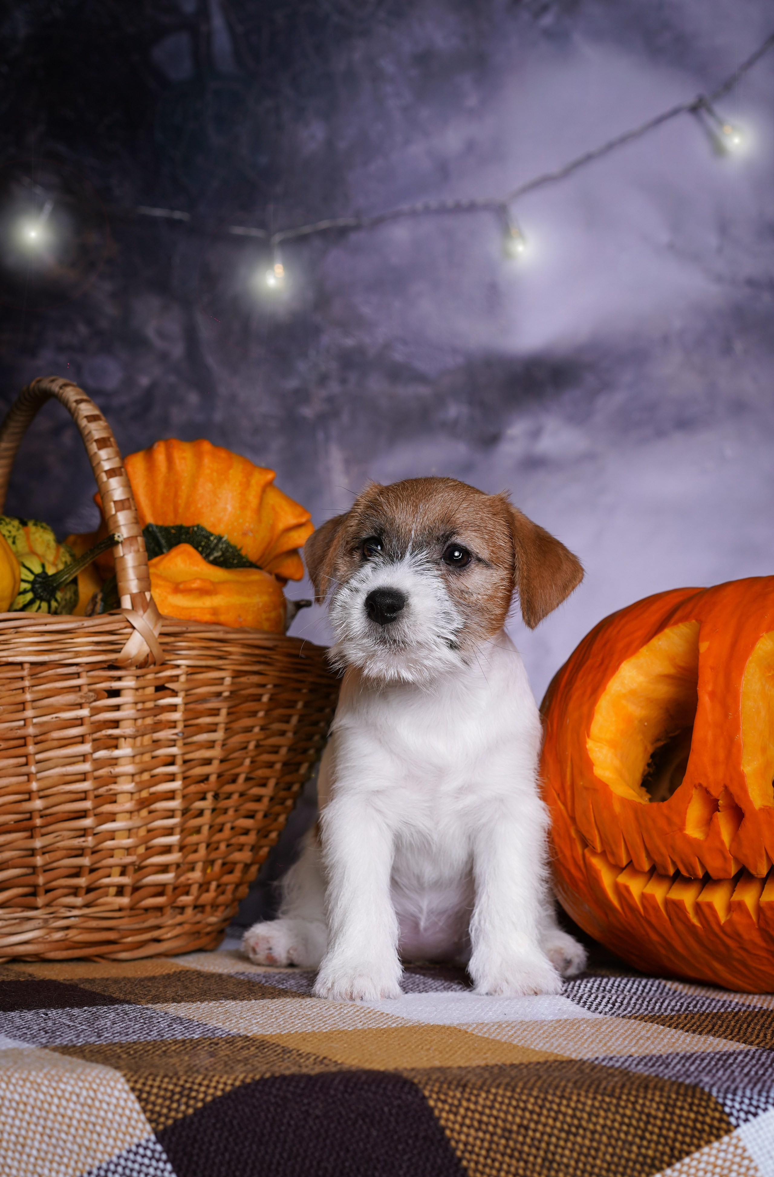 Щенки джек-рассел терьера. Фотограф-анималист в Санкт-Петербурге Яна Мартынова