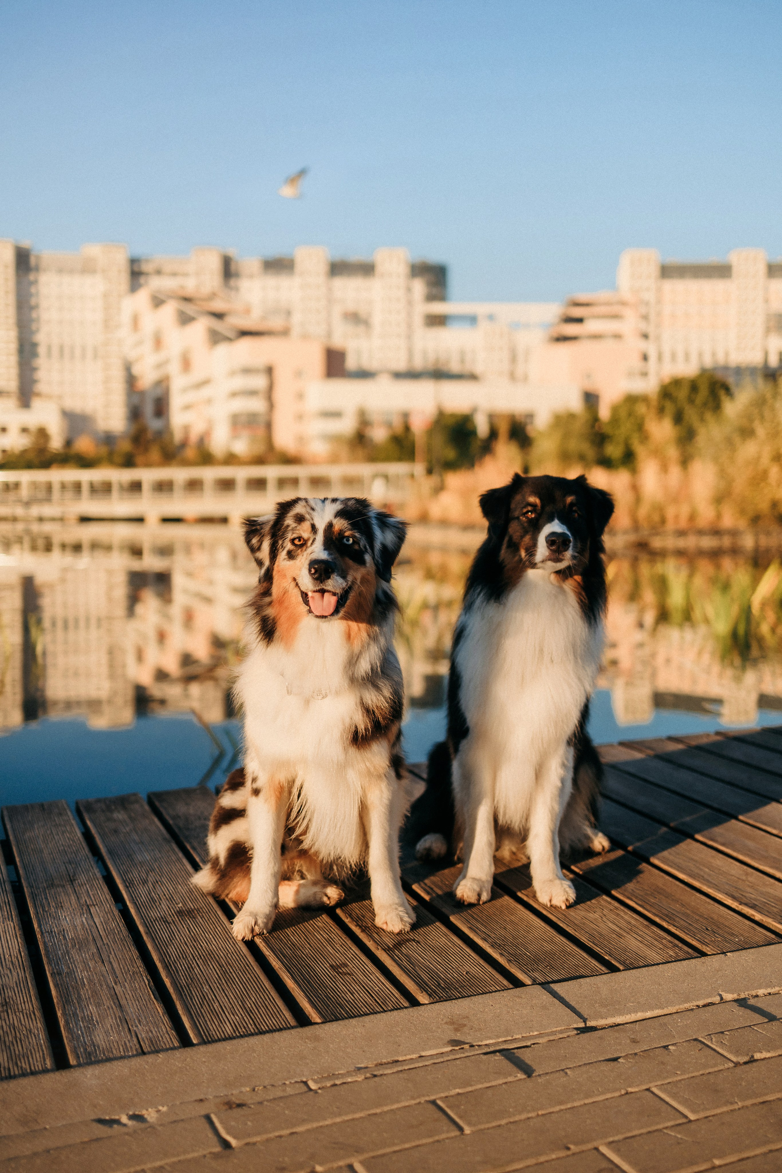 Аня, Чарли и Ева. Фотограф-анималист Елена Радченко, Москва