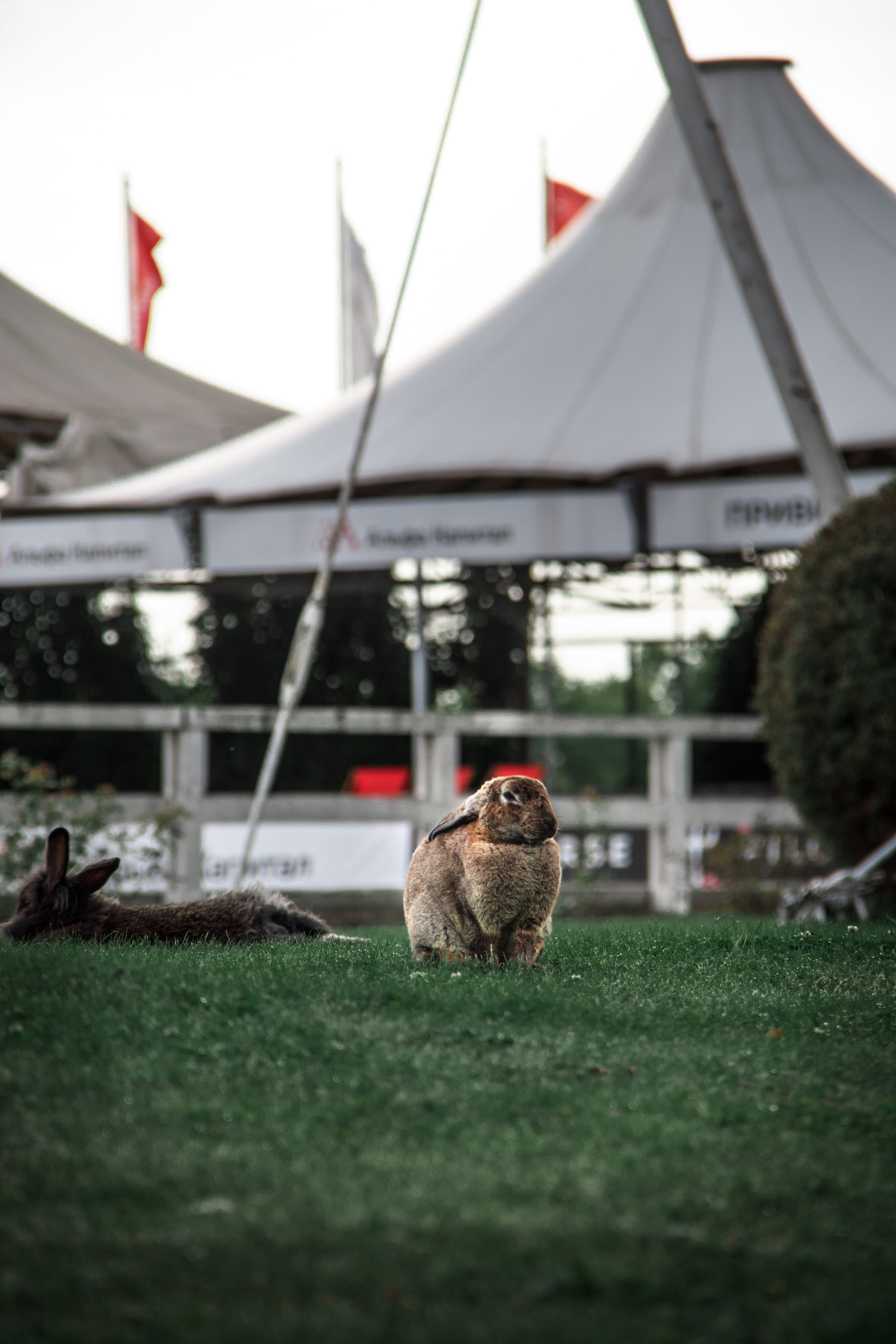 Animals. Фотограф/Видеограф