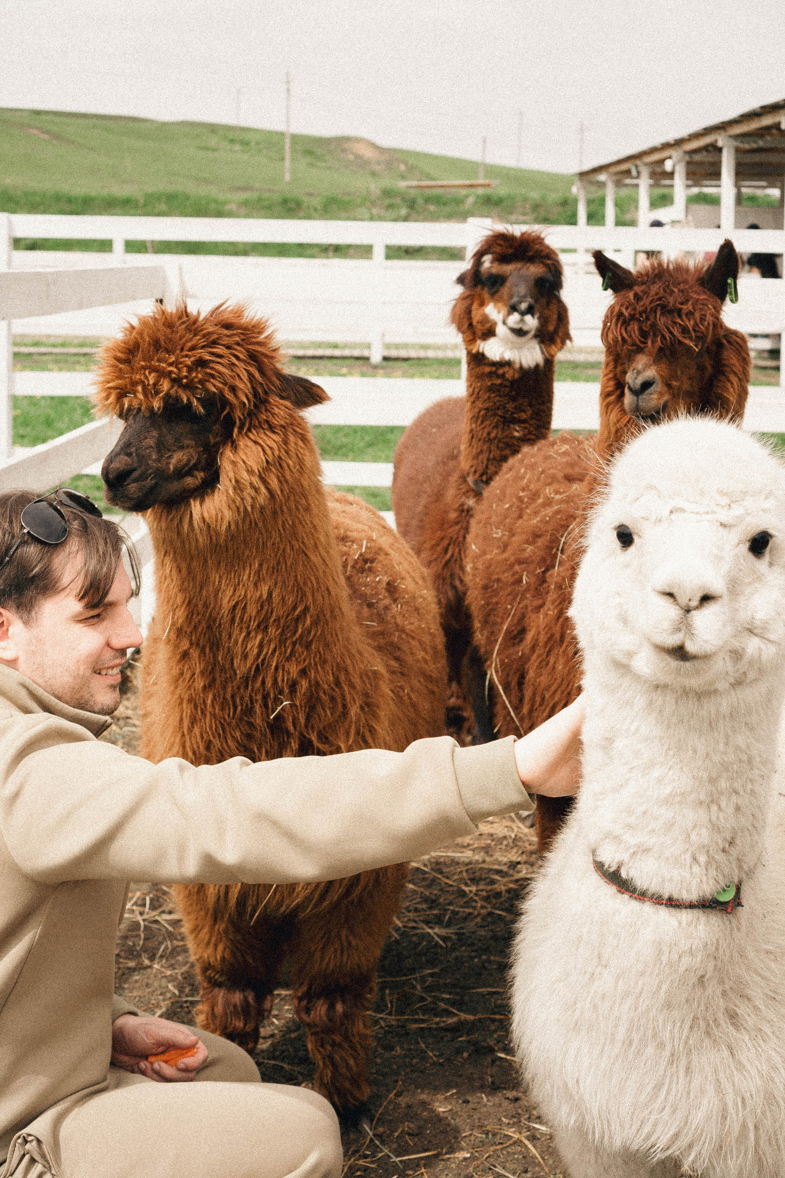 Ферма Альпак. Профессиональный фотограф, Санкт-Петербург — Виктория Богомолова