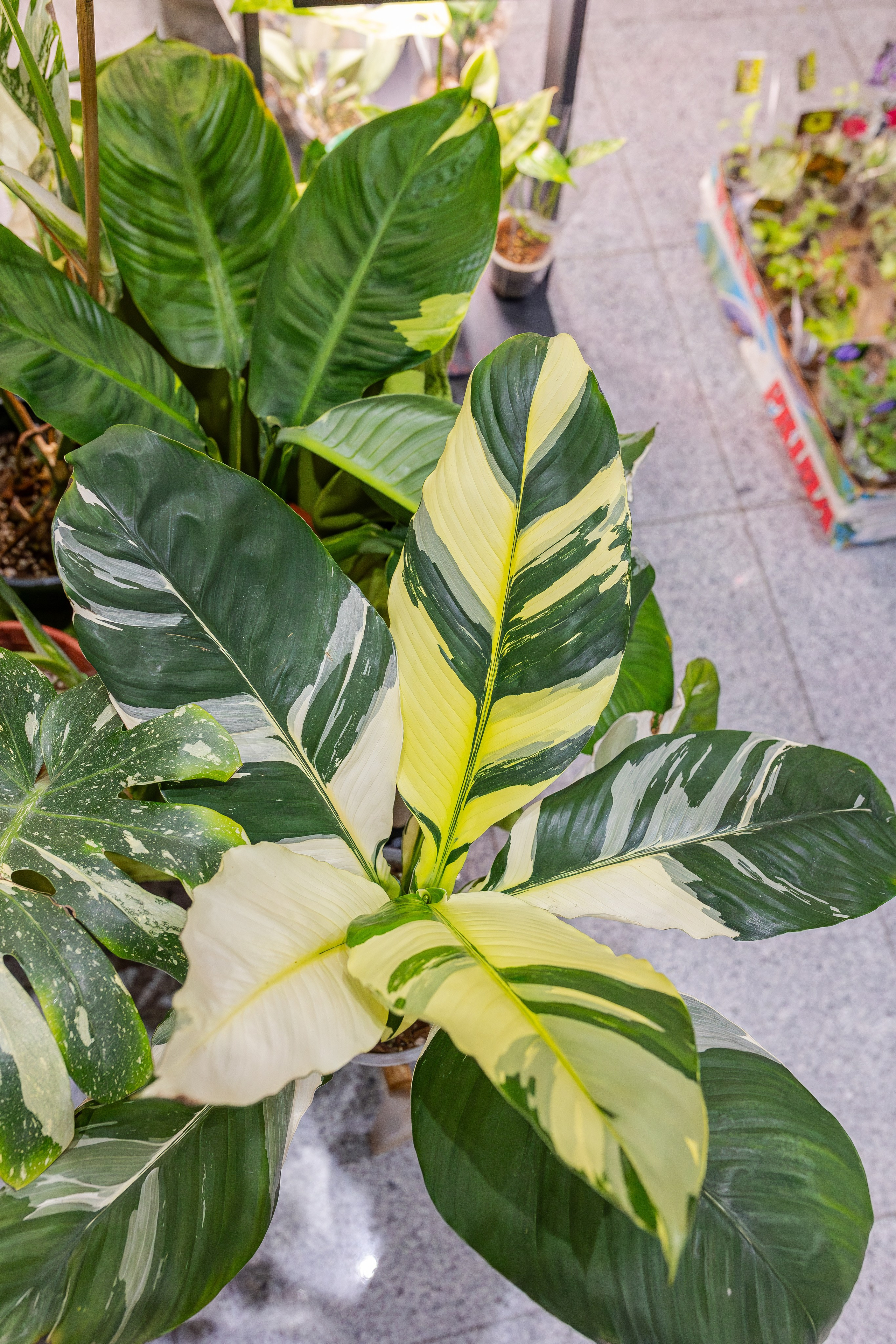 Монстериум апрель 2026. Александра Куликова фотограф, Москва