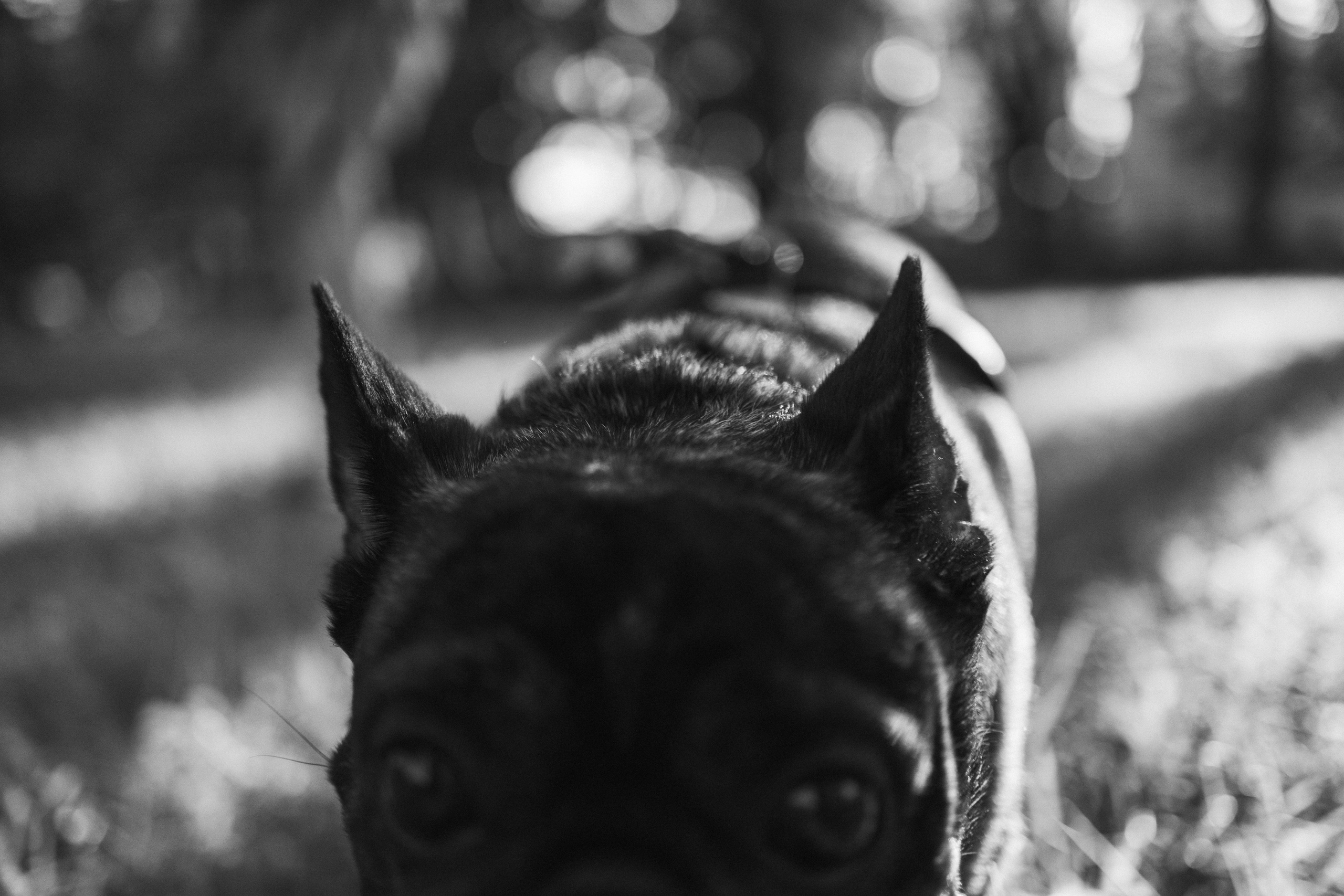 Олеся и Луи. Фотограф — Анималист | Санкт-Петербург