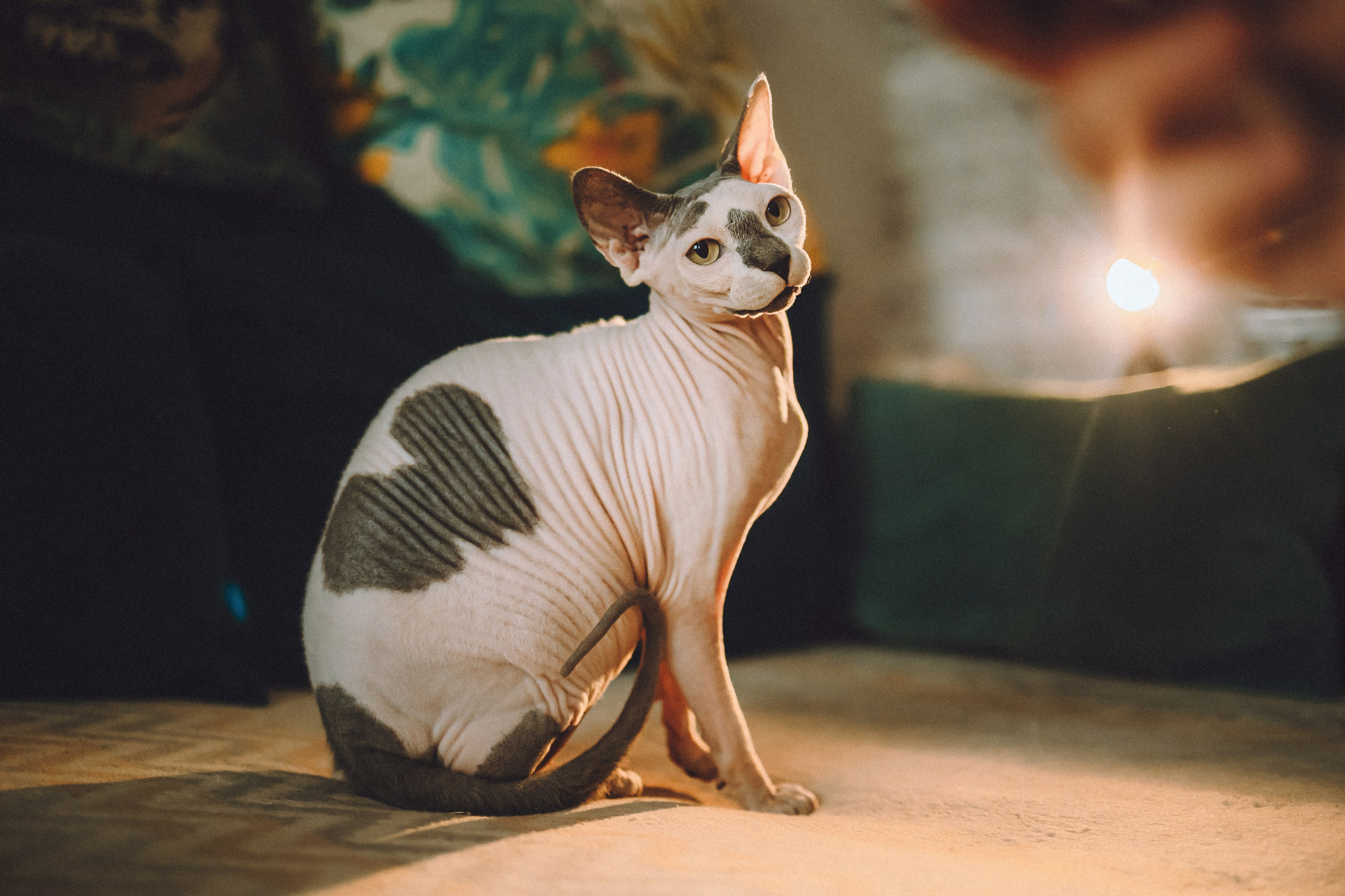 Топик и его семья