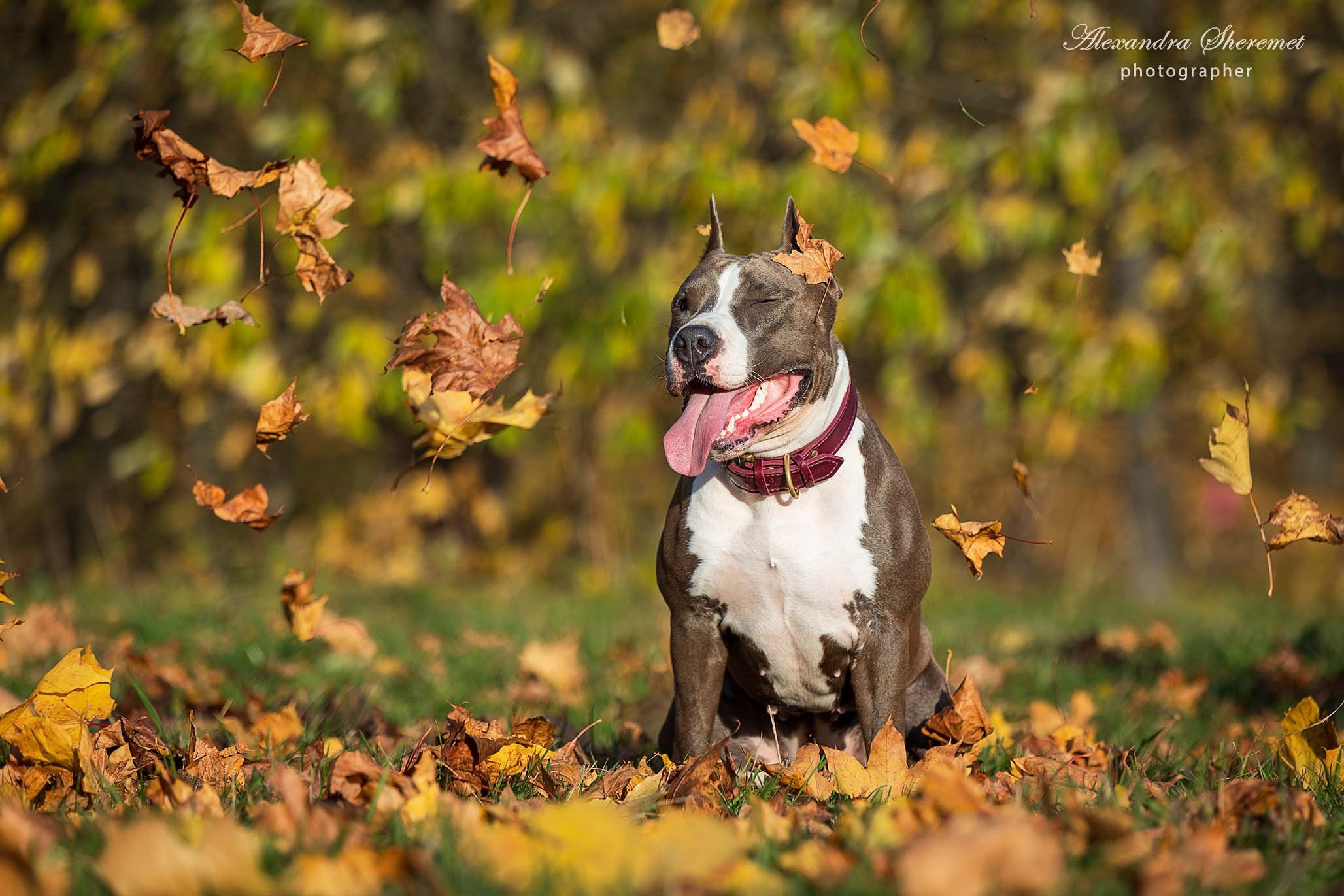 Шерри. Фотограф-анималист Александра Шеремет