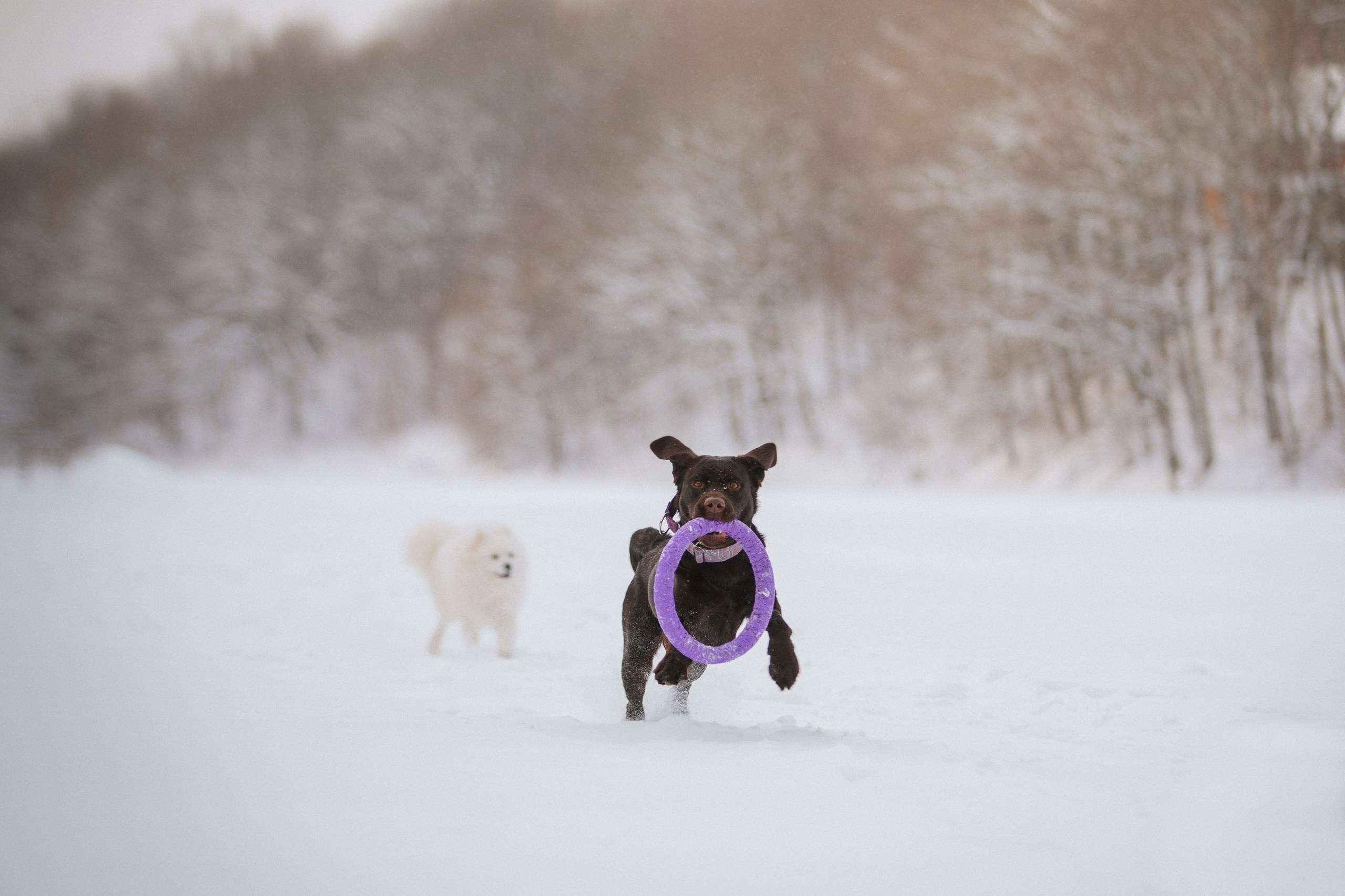 Йоло и Акира. Фотограф анималист Кузнецова Анна Нижний Новгород