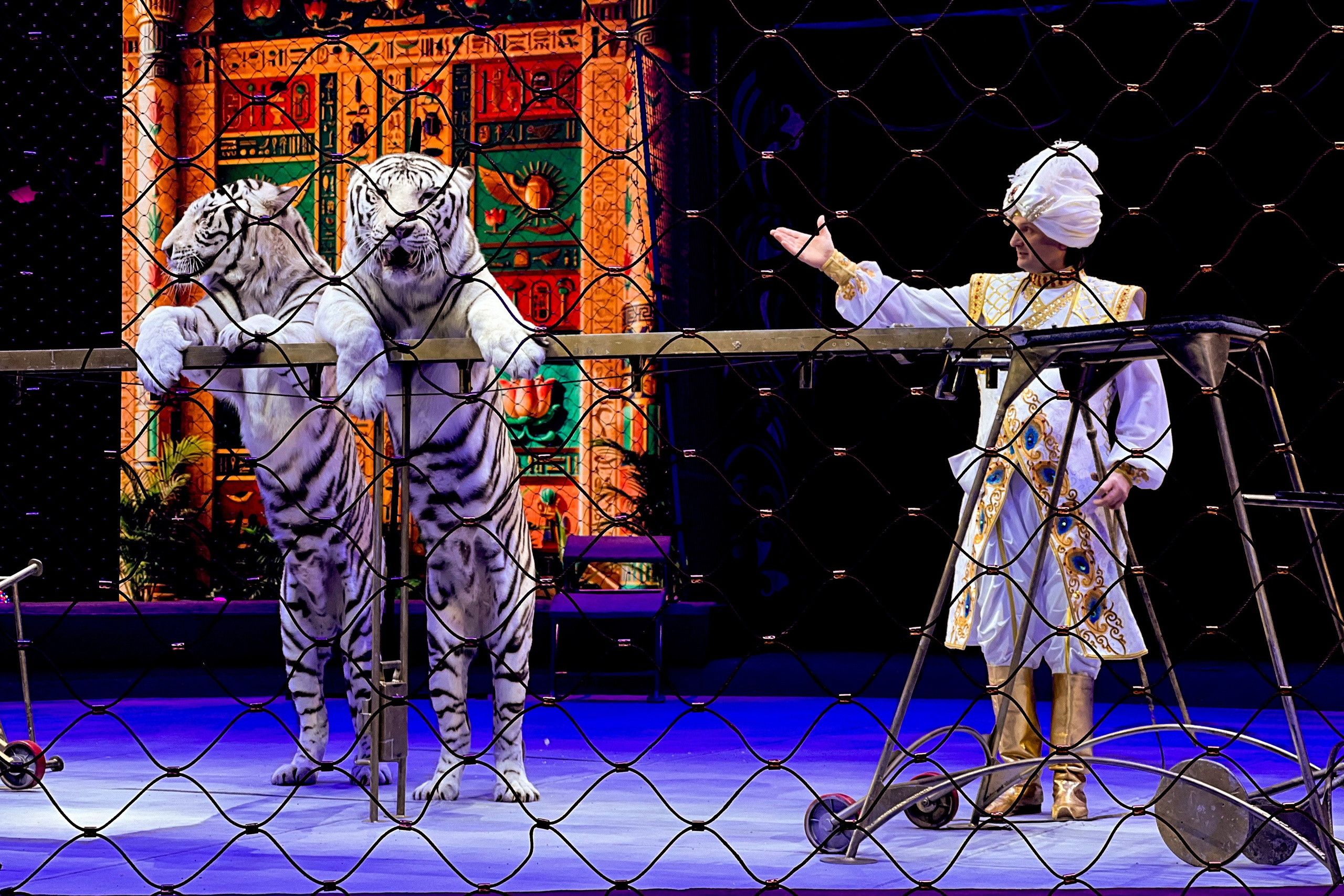 Цирк Братьев Запашных. Фотограф и видеограф Евгений Романов Санкт-Петербург