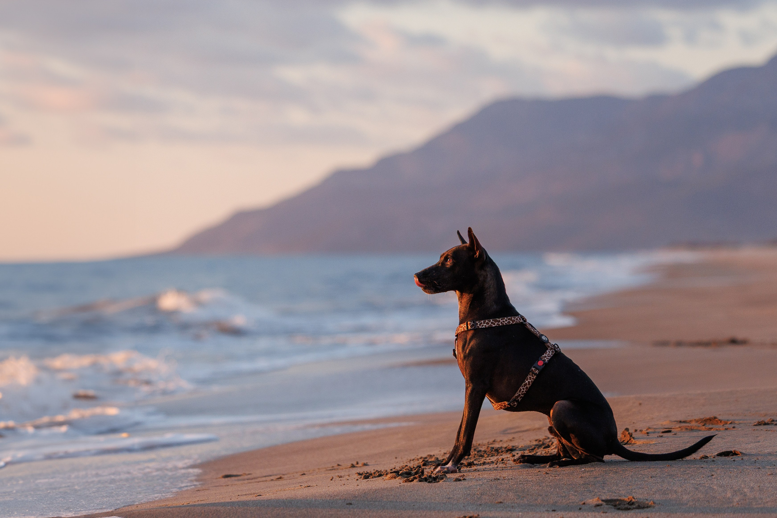 Финик. Фотограф анималист в Казани Алина Сулейманова. Фотограф животных