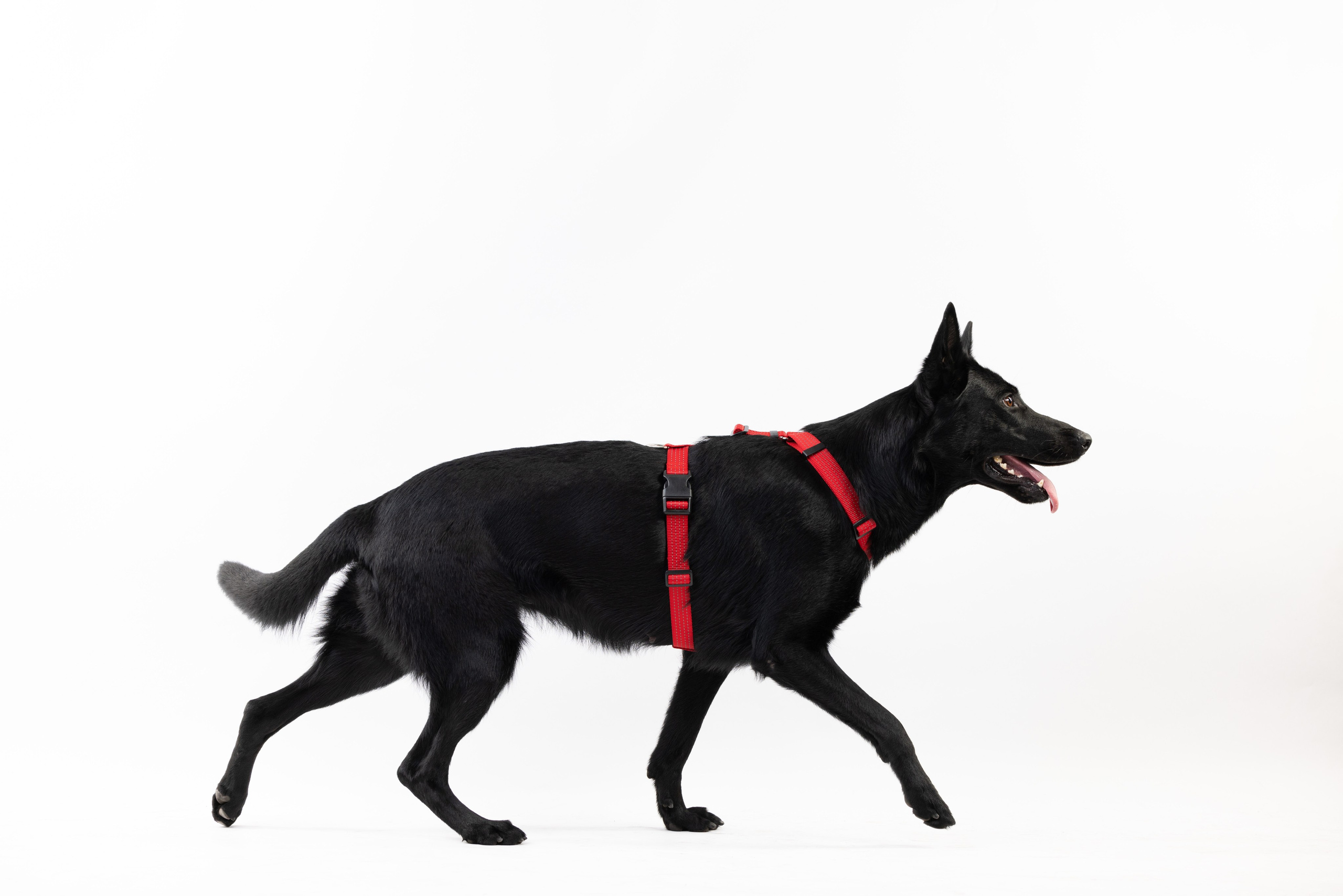 Шлейки Petforta. Фотограф анималист Осипчикова Мария