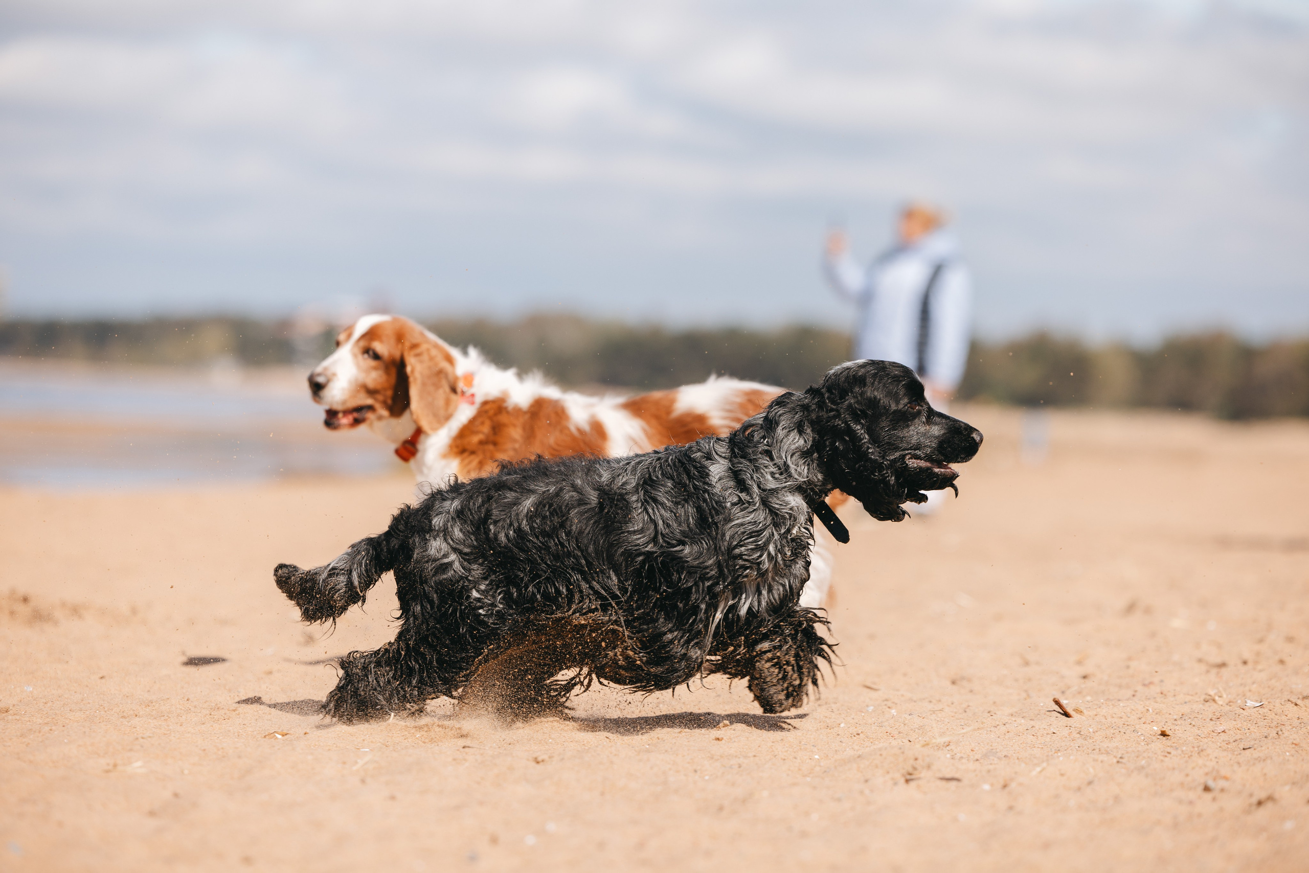 Спанимания. Фотограф анималист Осипчикова Мария