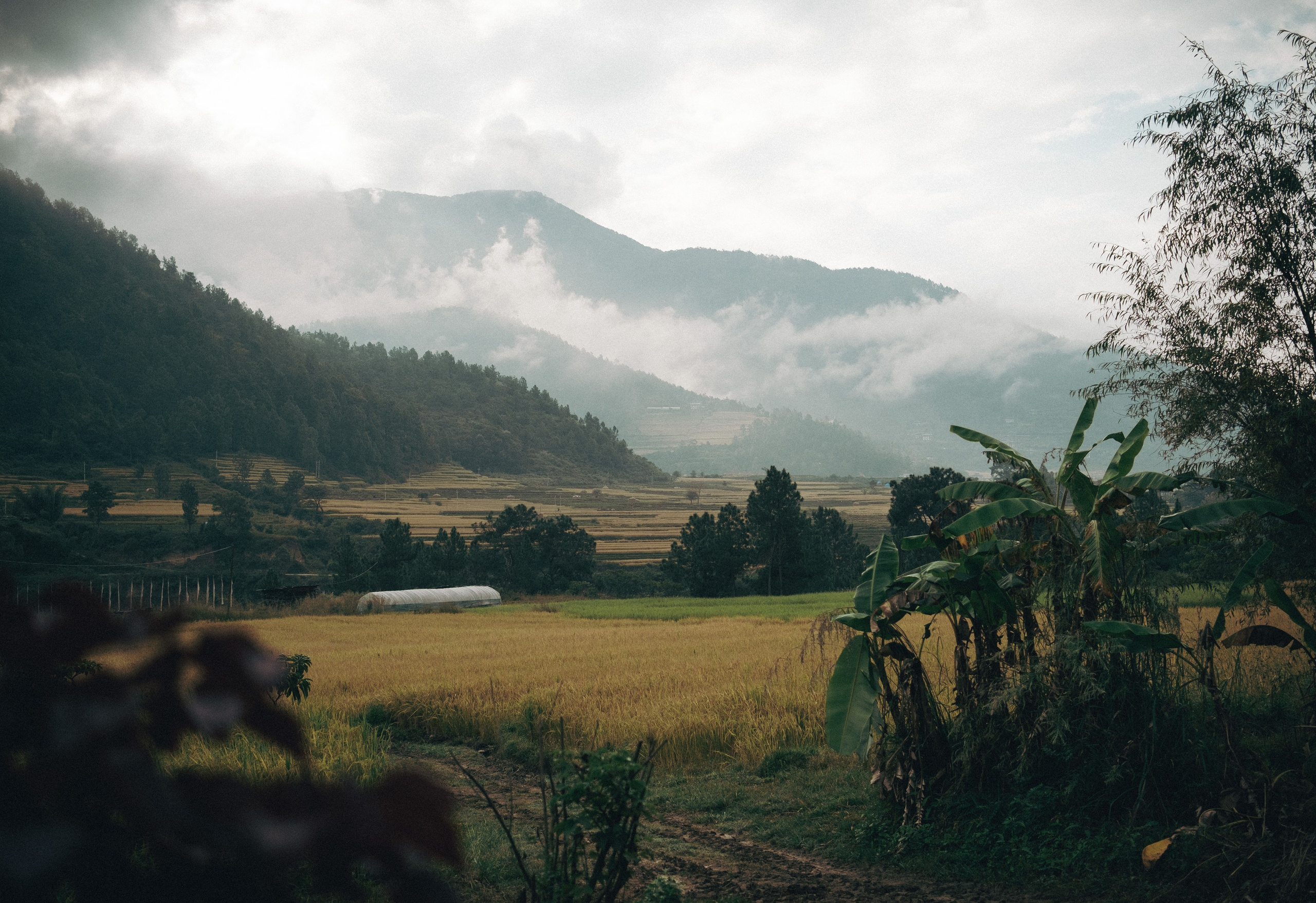 Bhutan. Dmitry Ippolitov