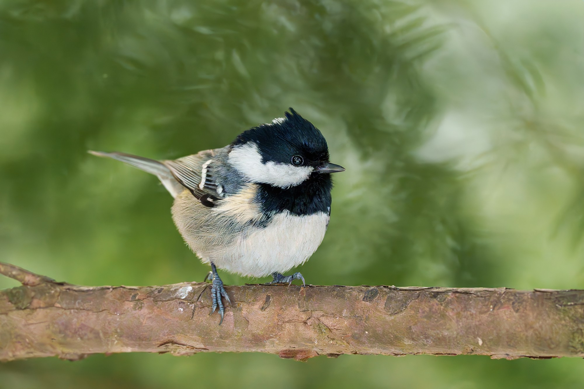 Удивительные мир птиц. Вокруг нас столько прекрасного — присмотритесь!. Ваш личный фотограф Марина Волкова