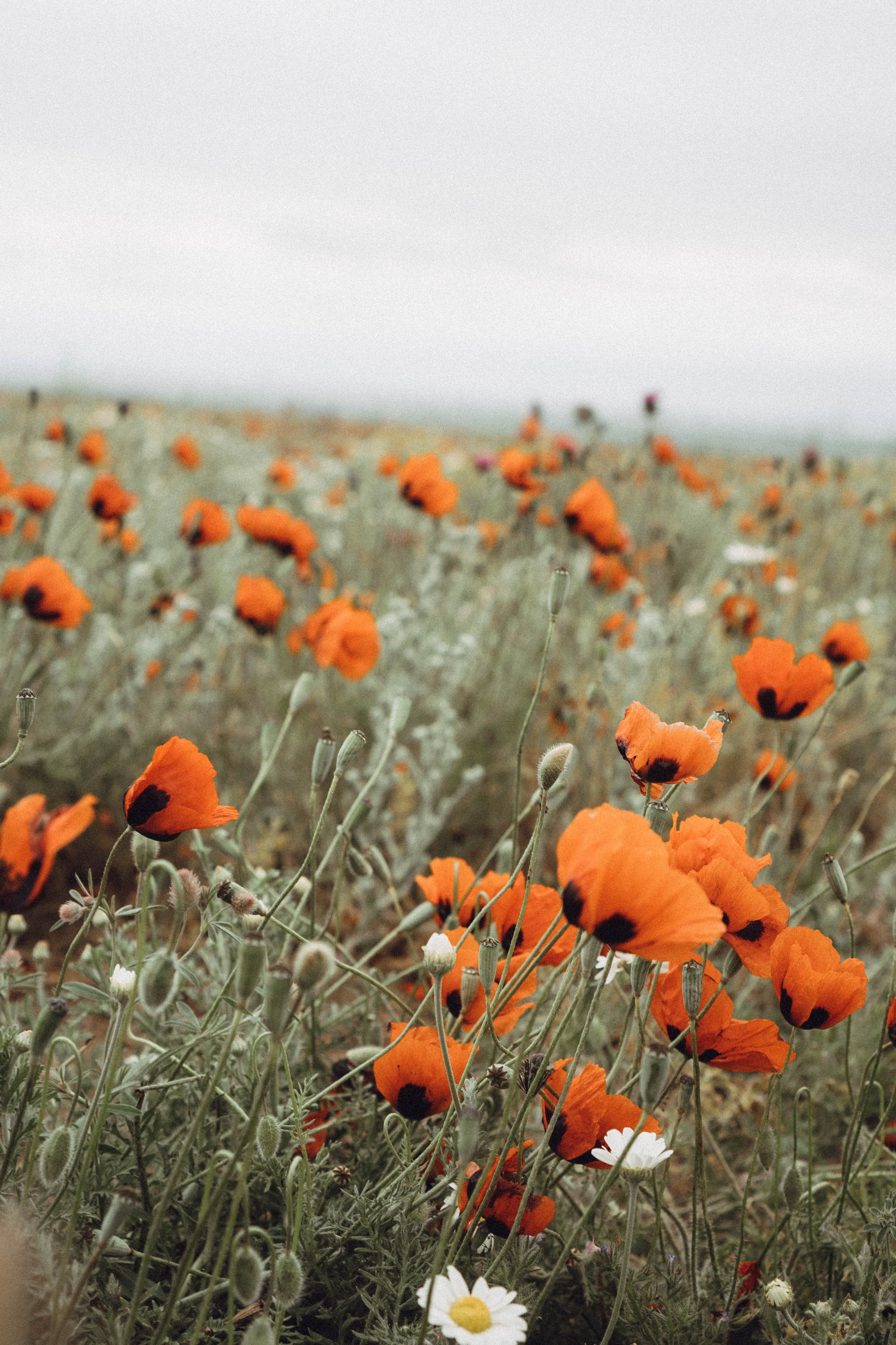 Кавказ. Профессиональный фотограф, Санкт-Петербург — Виктория Богомолова