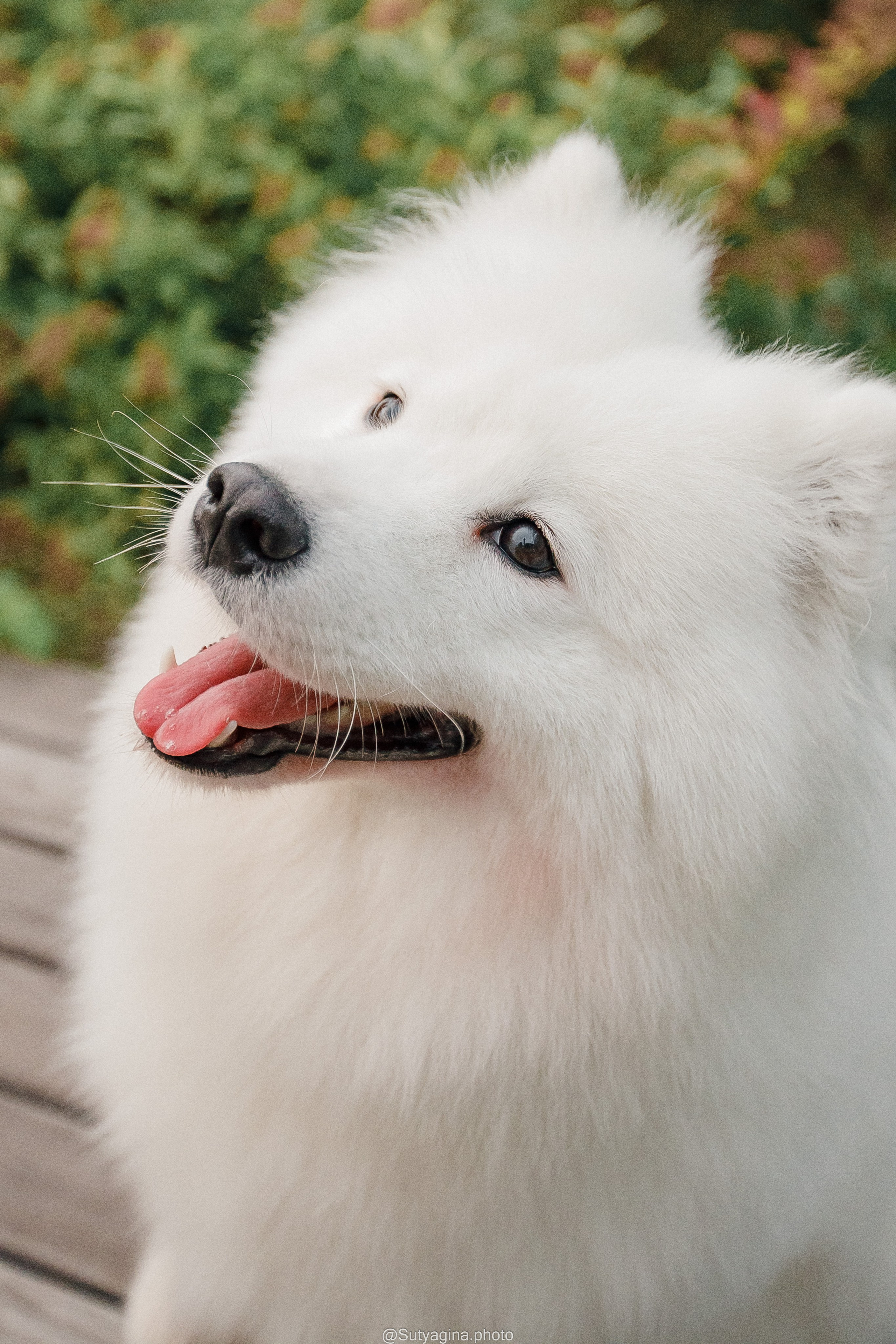 Самоед Рея. Свадебный и женский фотограф