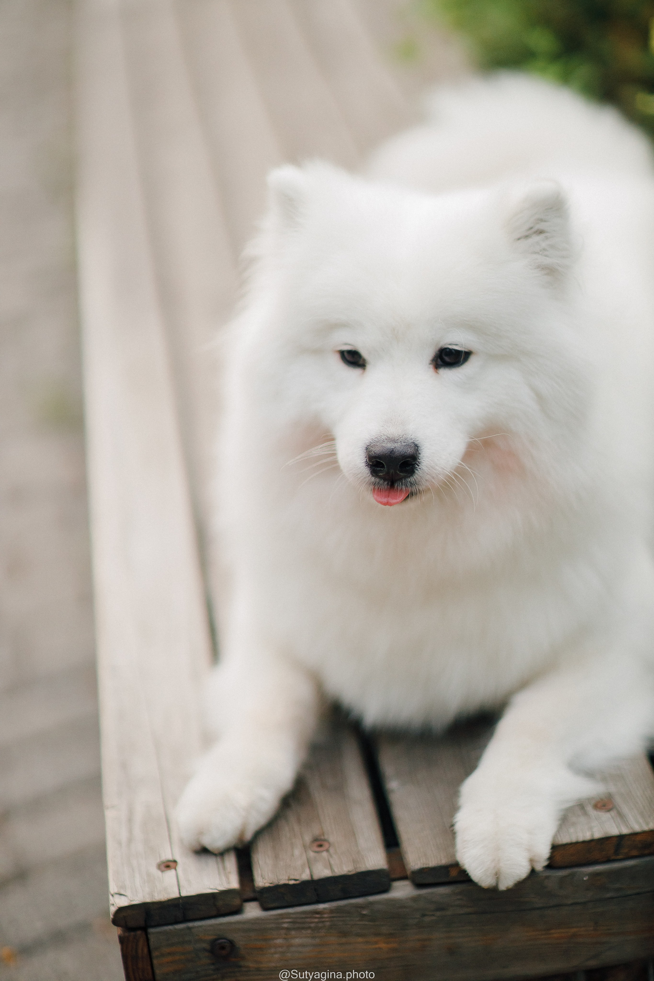 Самоед Рея. Свадебный и женский фотограф
