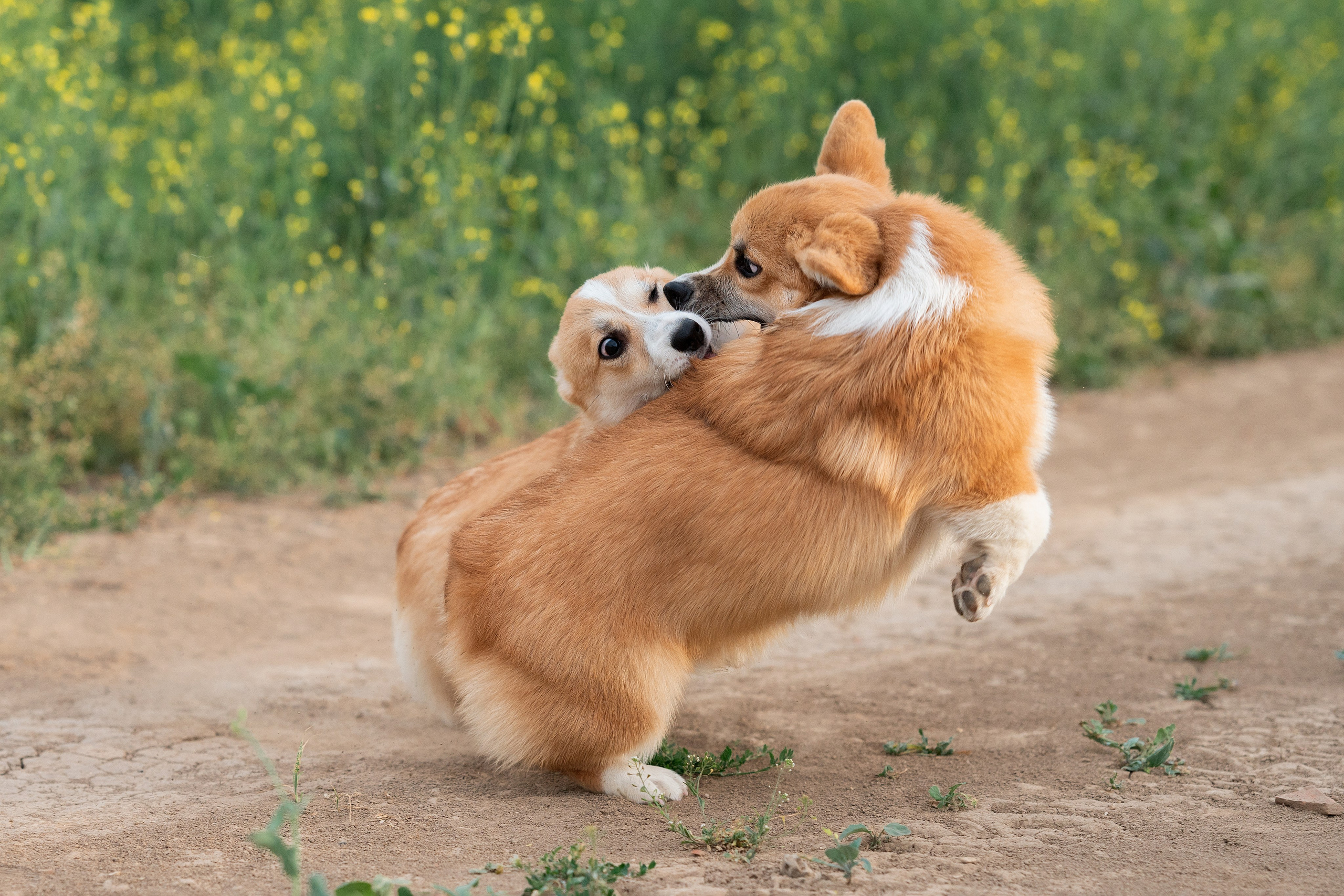 Заводчик Ольга Кушкина. Творческий фотограф Вологда