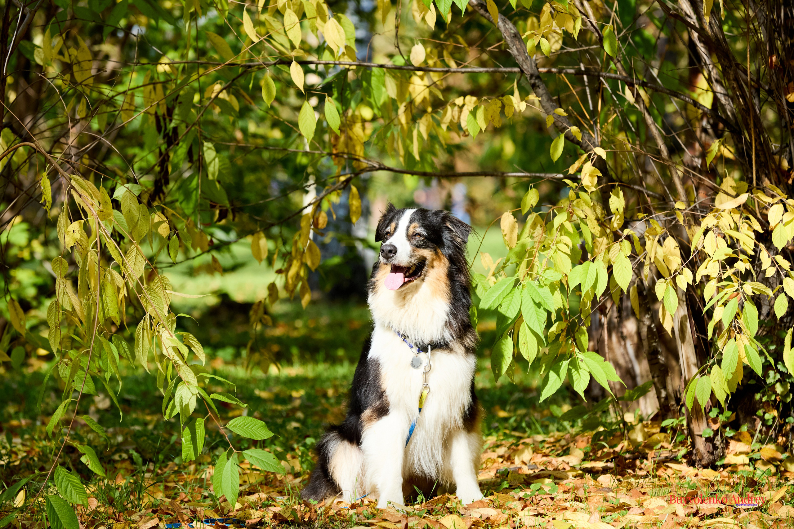 Басенджи и Аусси 21.09.2025. Buyvolenko Andrey