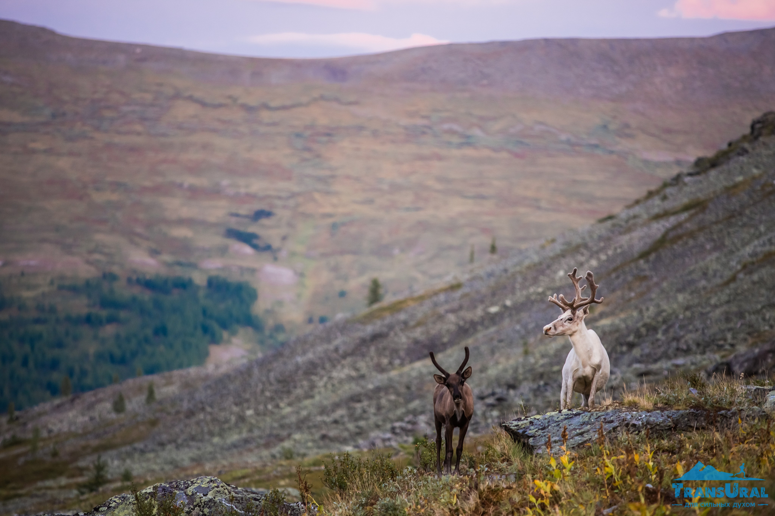 Полярный Урал. Авторские туры с профессиональным фотографом