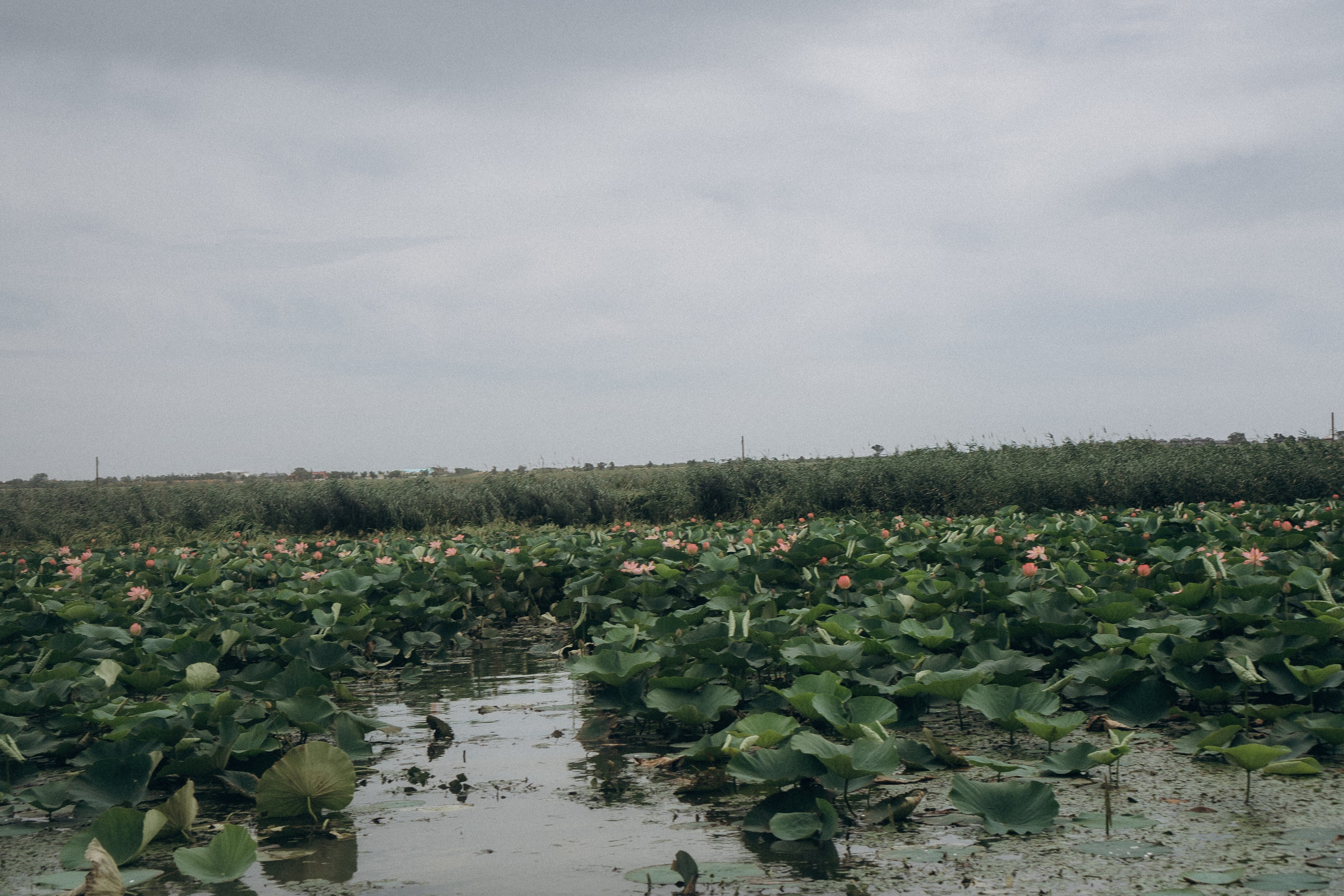 ЛОТОСОВАЯ ПОЛЯНА. Профессиональный фотограф, Санкт-Петербург — Виктория Богомолова