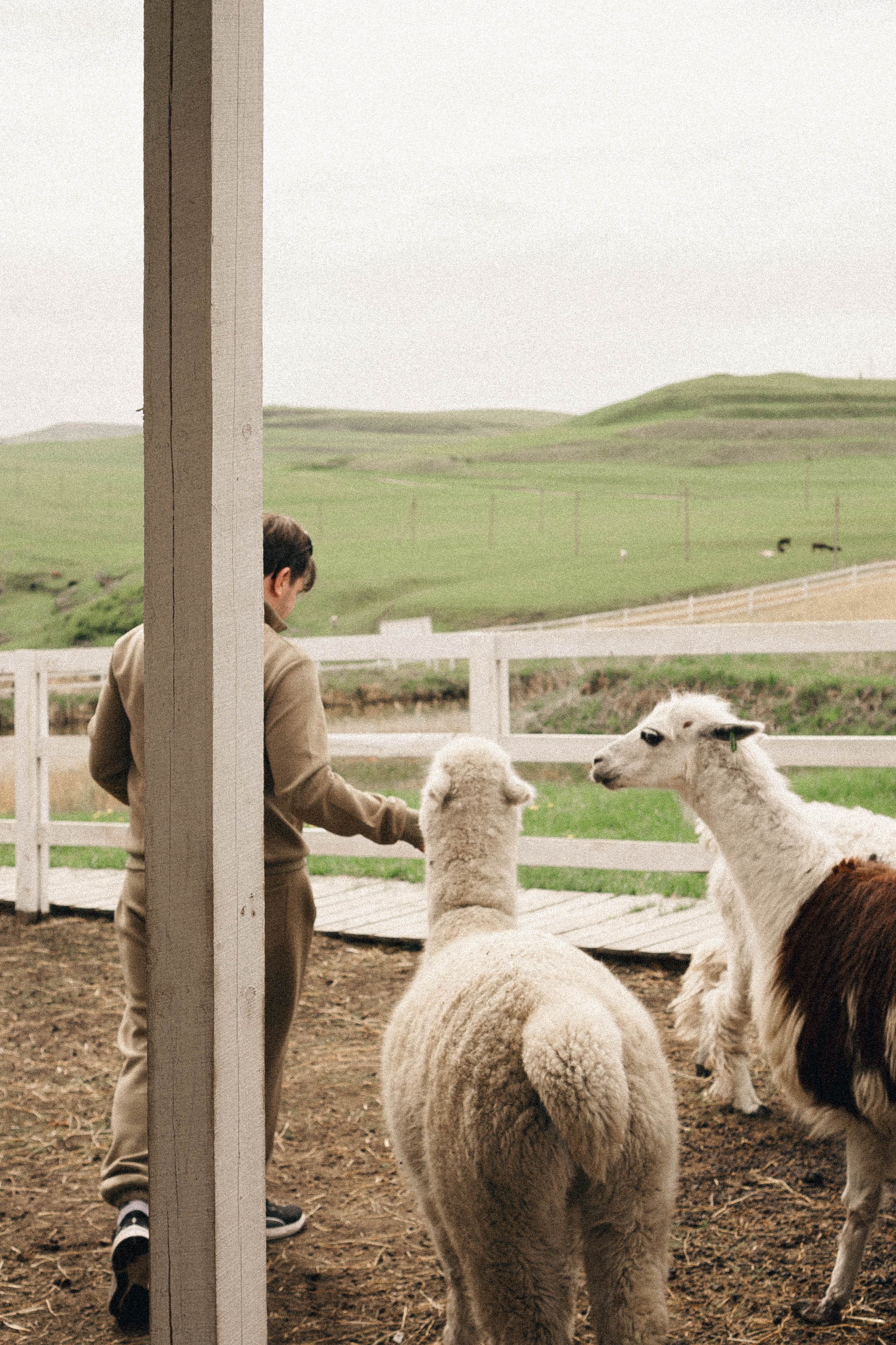 Ферма Альпак. Профессиональный фотограф, Санкт-Петербург — Виктория Богомолова