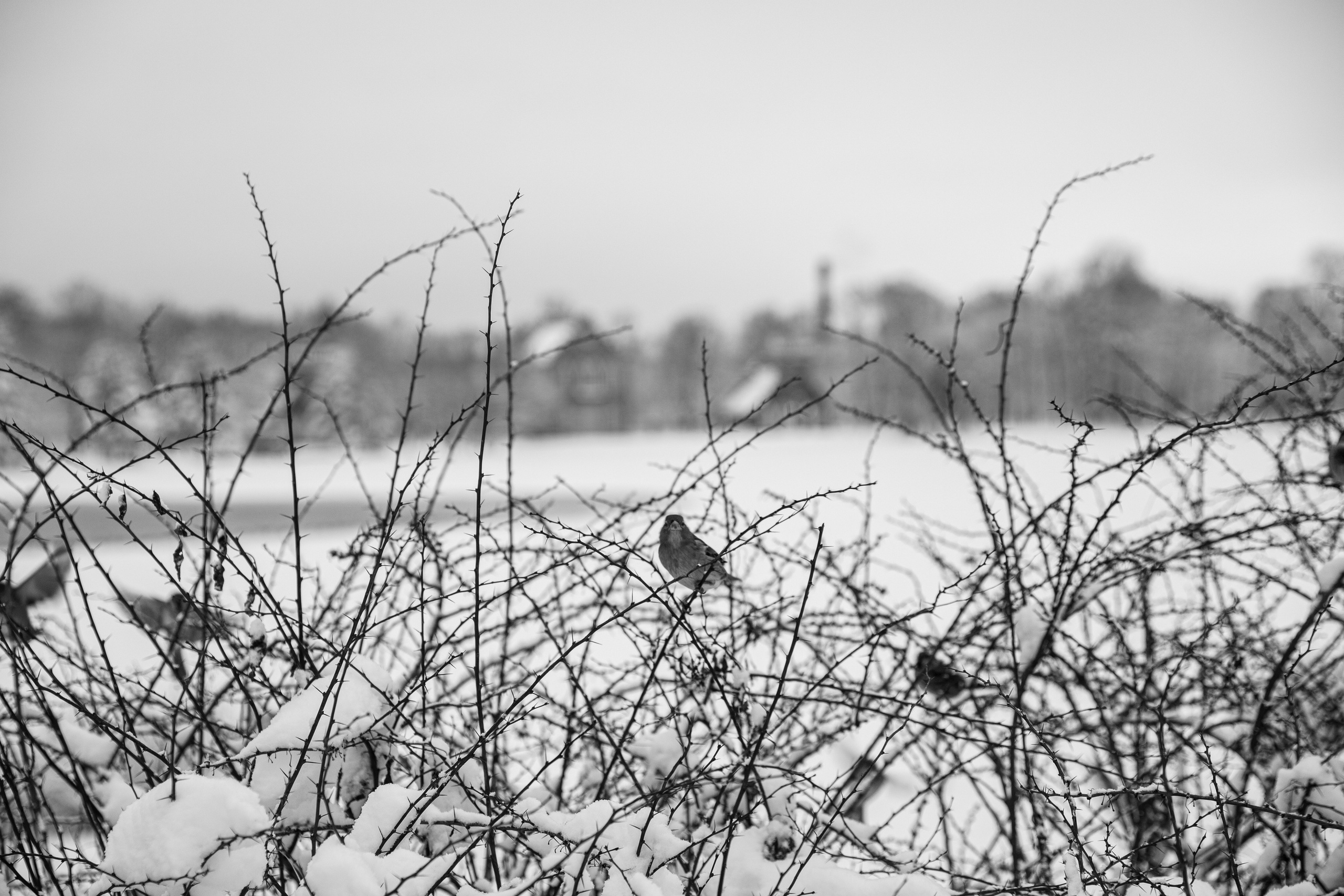 Фото с прогулок и с поездок на Кольский полуостров