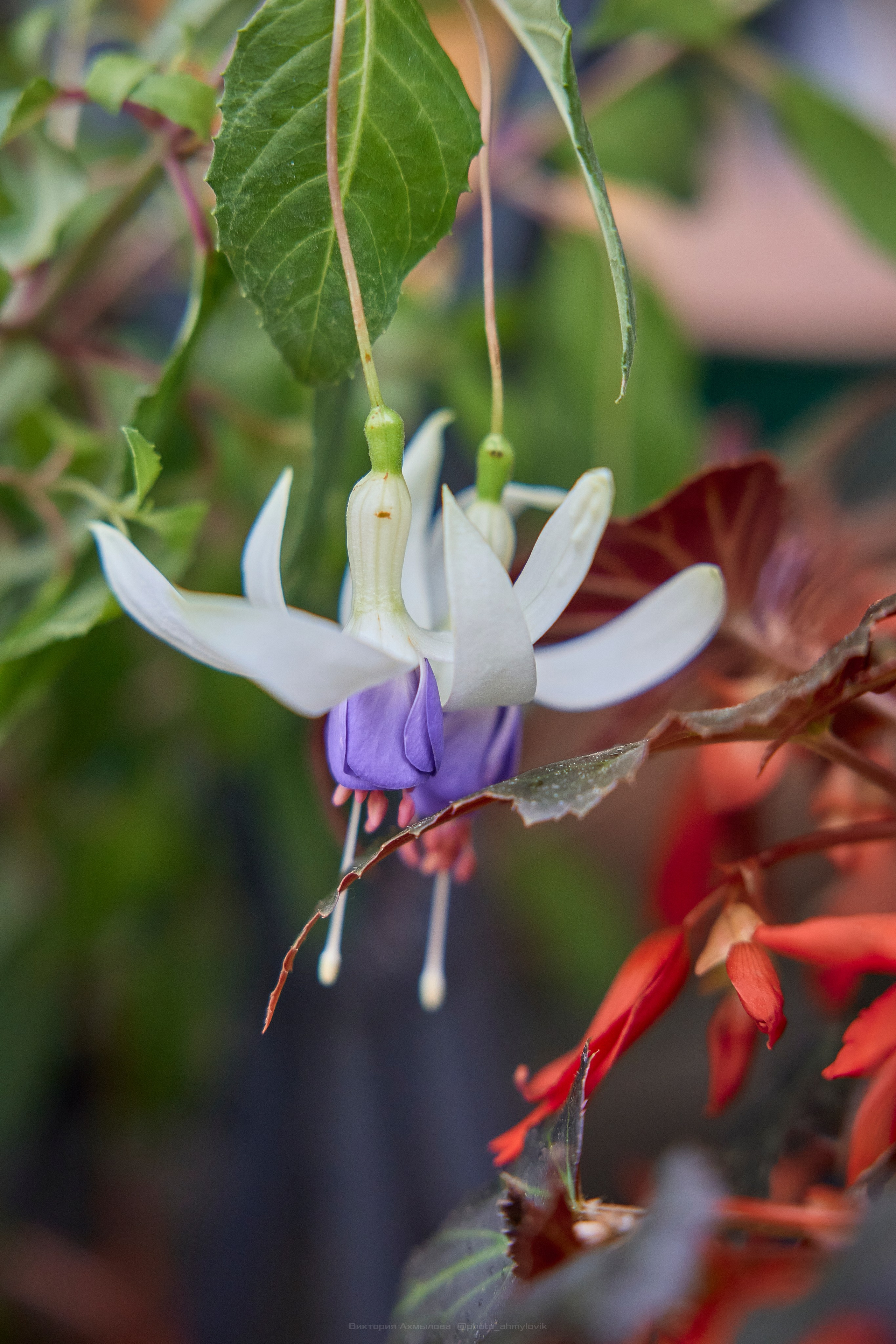 Флора. Виктория Ахмылова. Фотограф в Москве