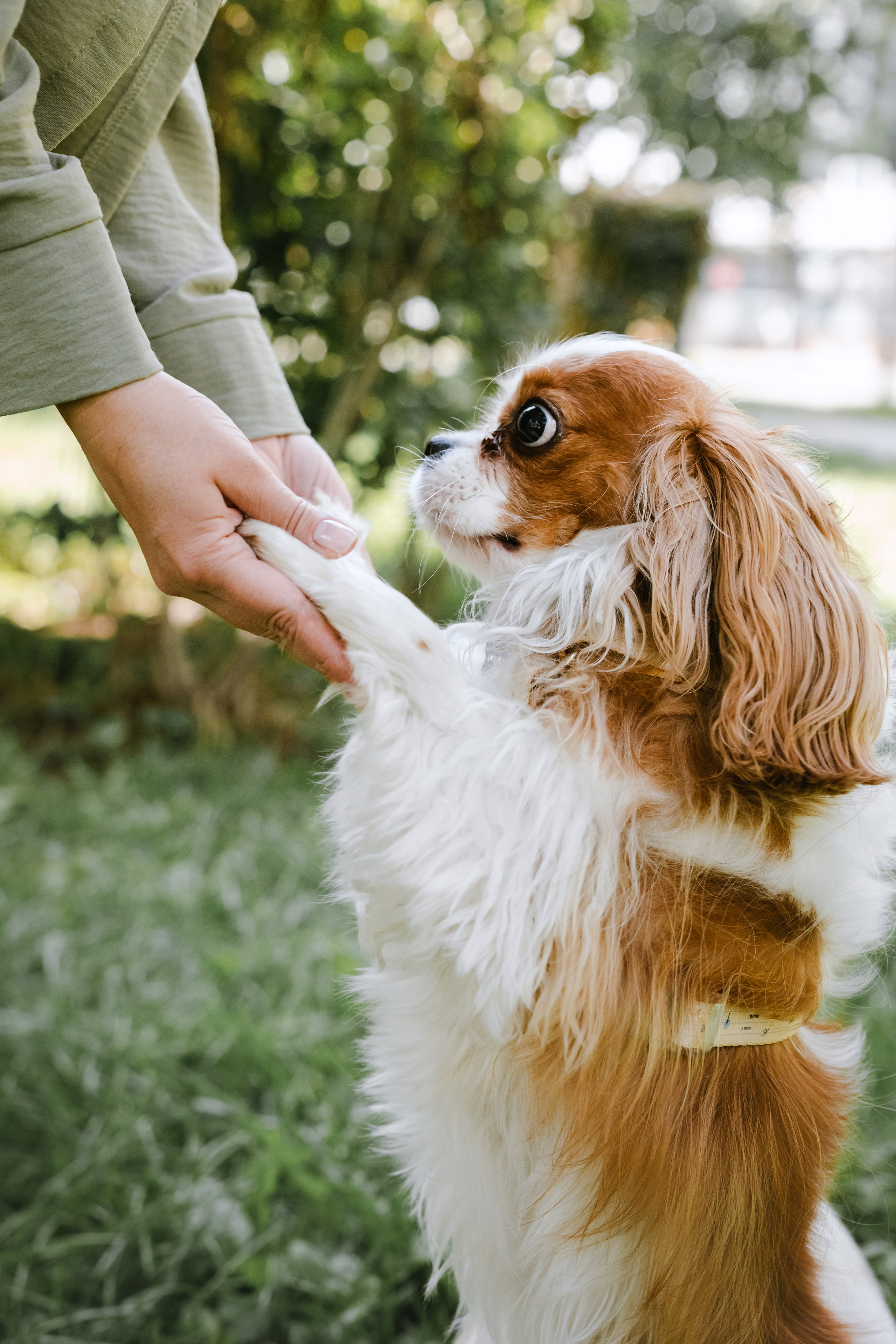 Фотопрогулка на бульваре. Фотограф-анималист Татьяна Степанова