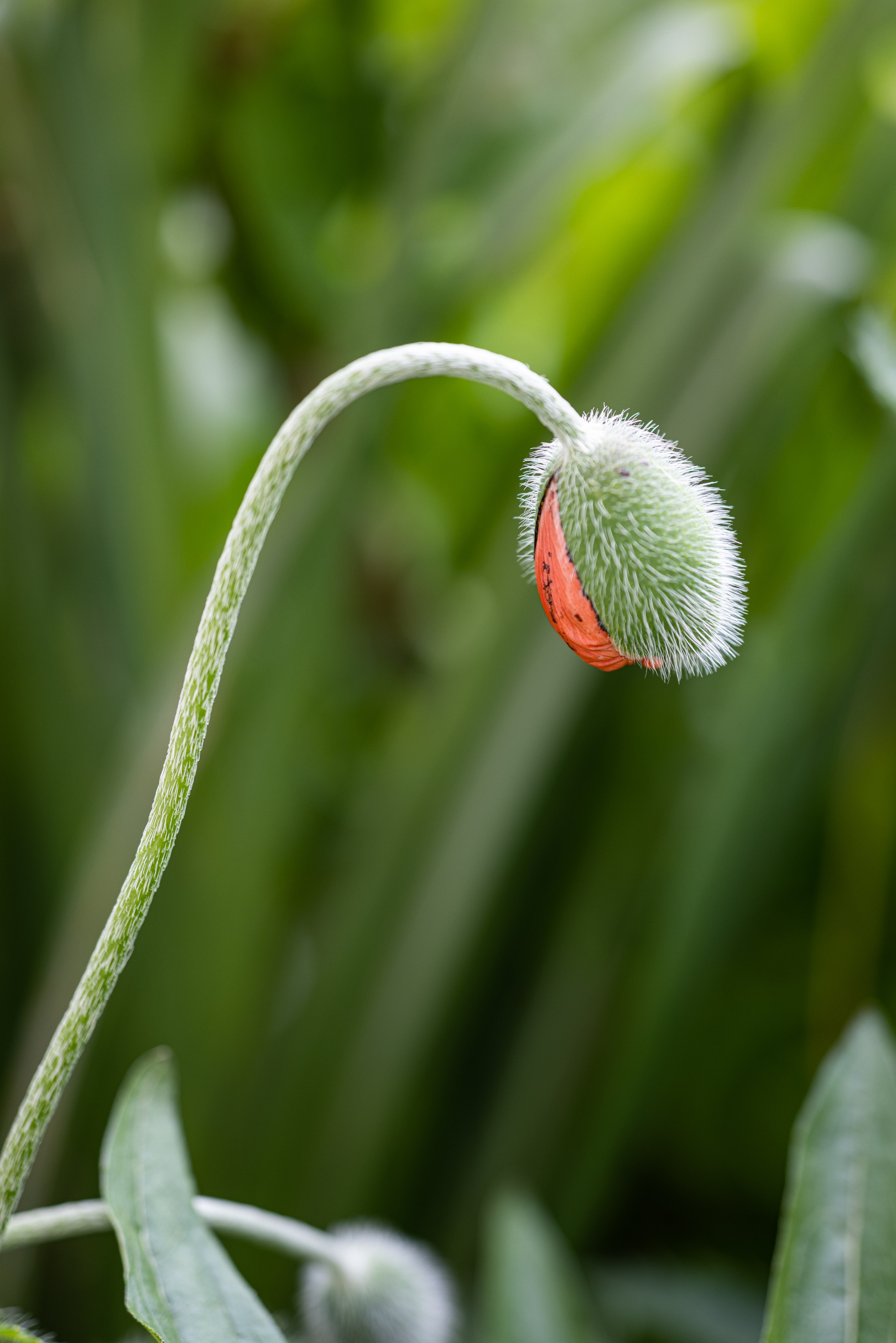 Macro. Фотограф на Юге России