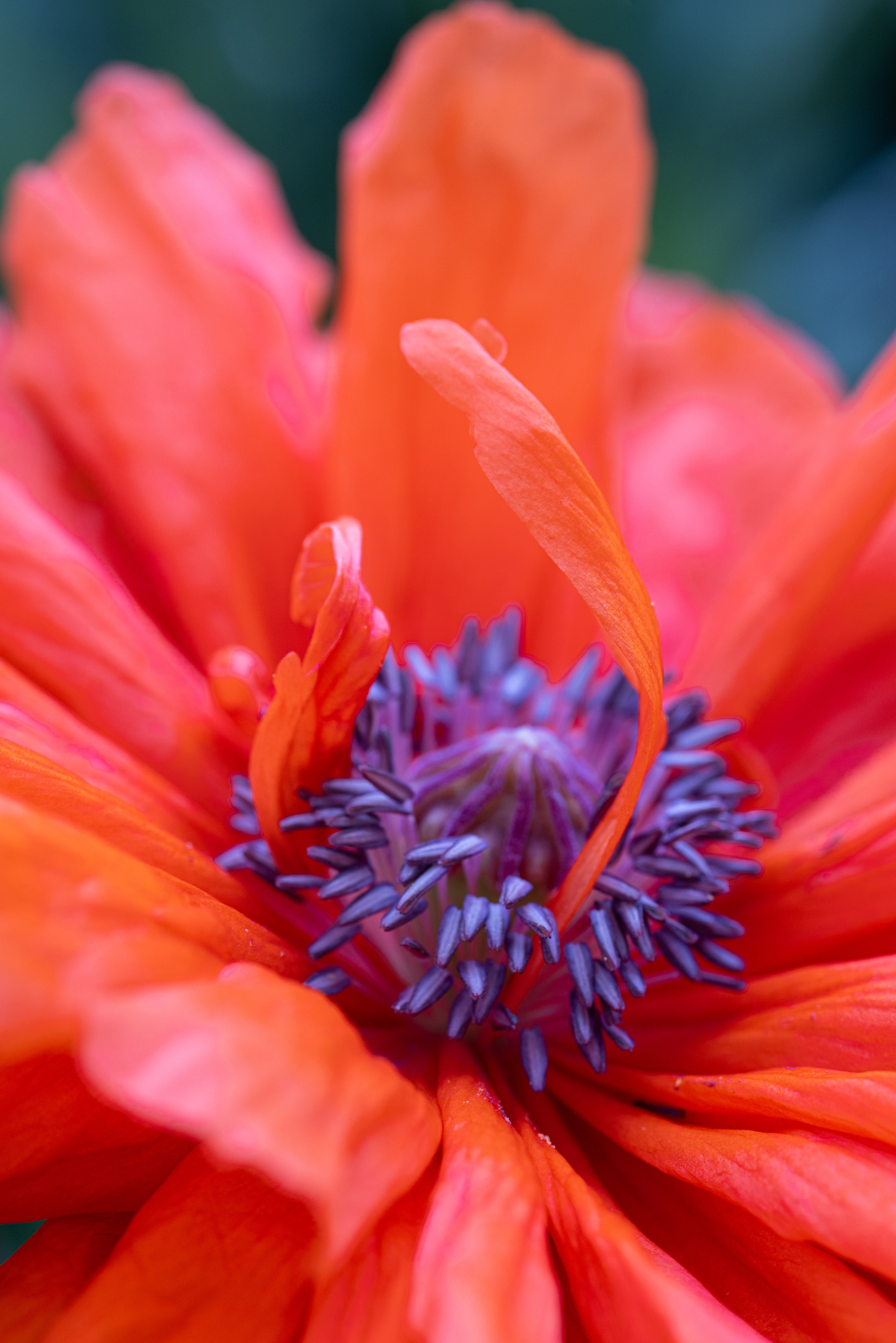 Macro. Фотограф на Юге России