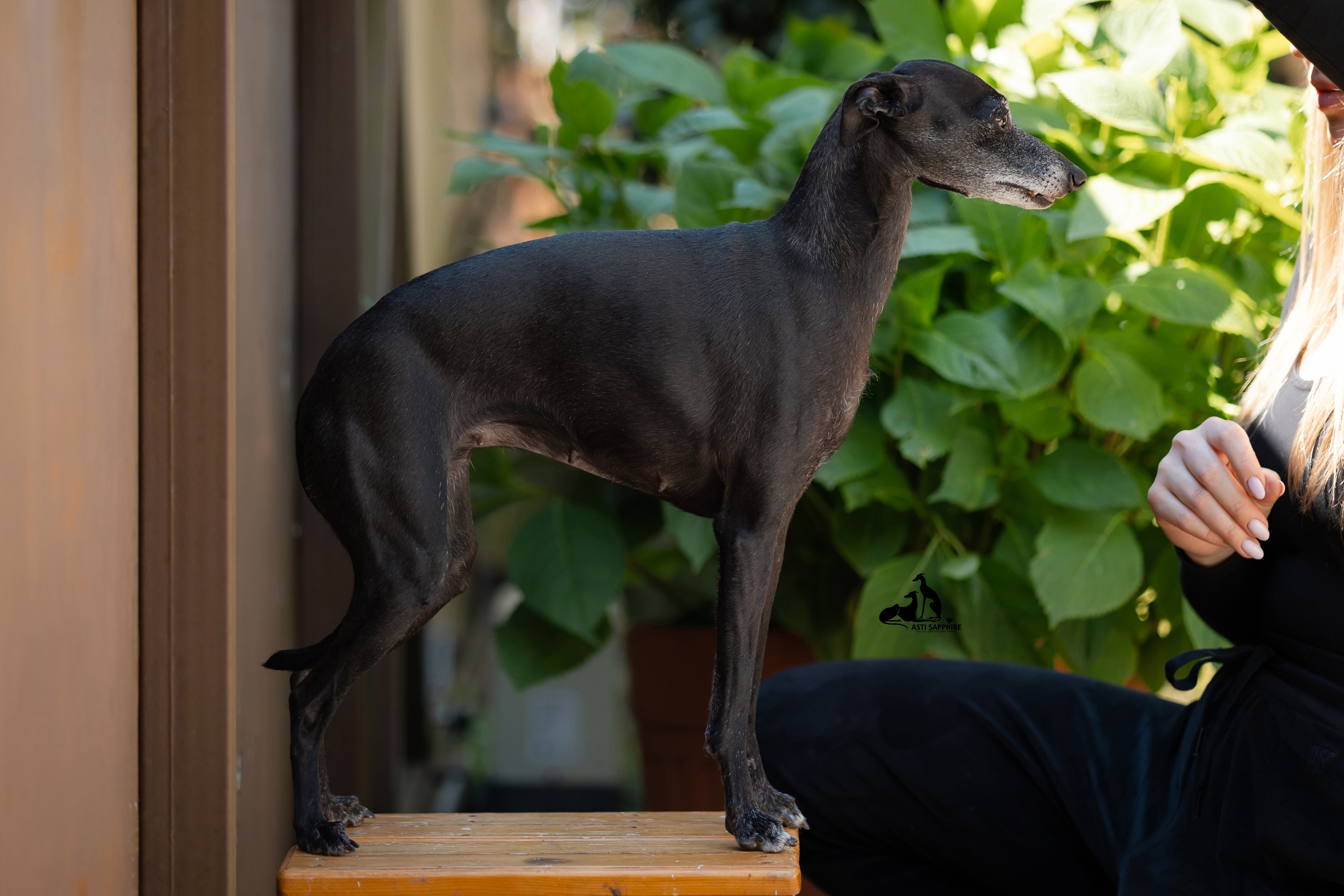 Asti Sapphire Esmeralda La Bella. Professional Italian Greyhound Kennel RKF/FCI ASTI SAPPHIRE 💎 Sochi|St. Petersburg