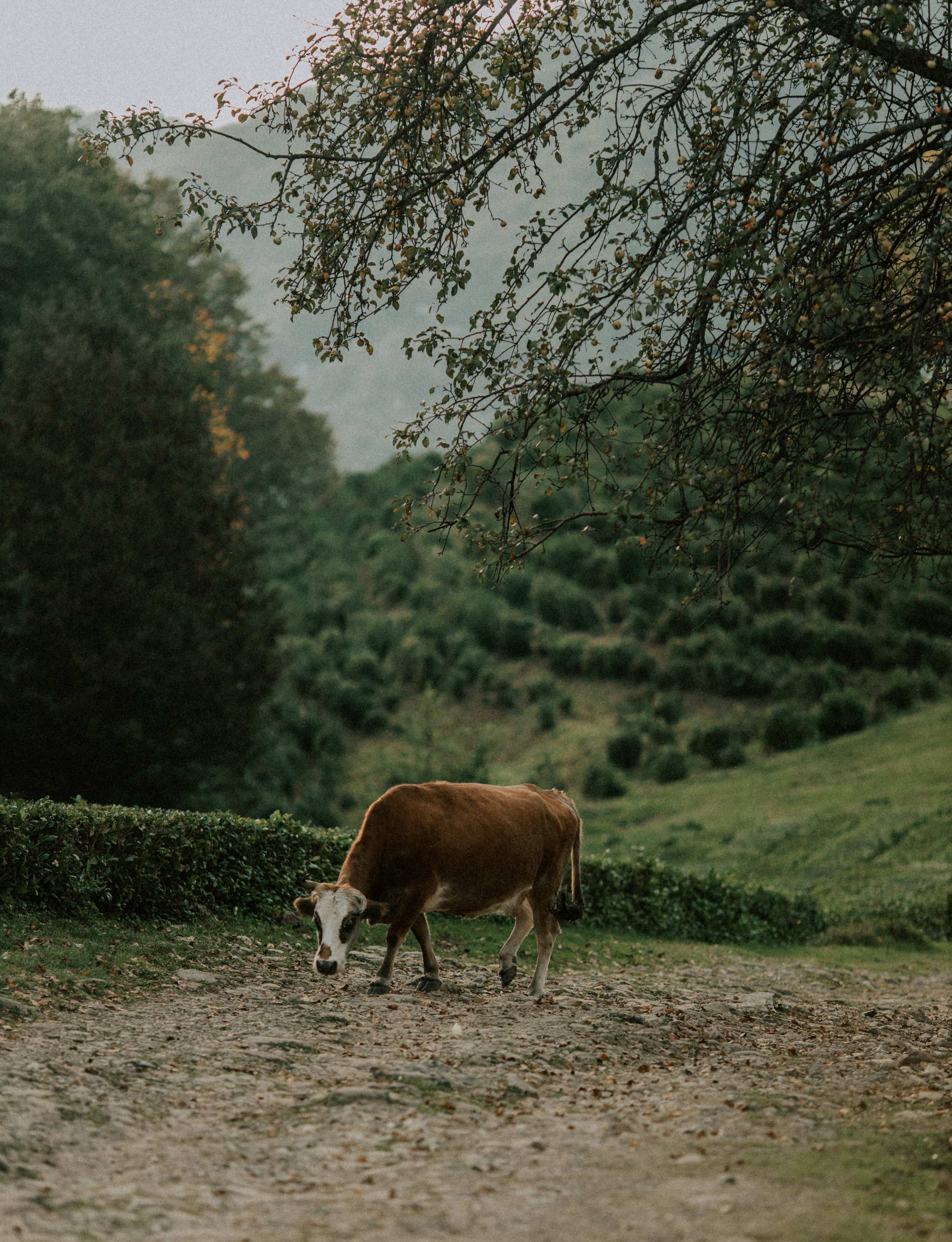 Дима и Аня. Чайная плантация. ФОТОГРАФ Екатеринбург Москва Анастасия Замесина