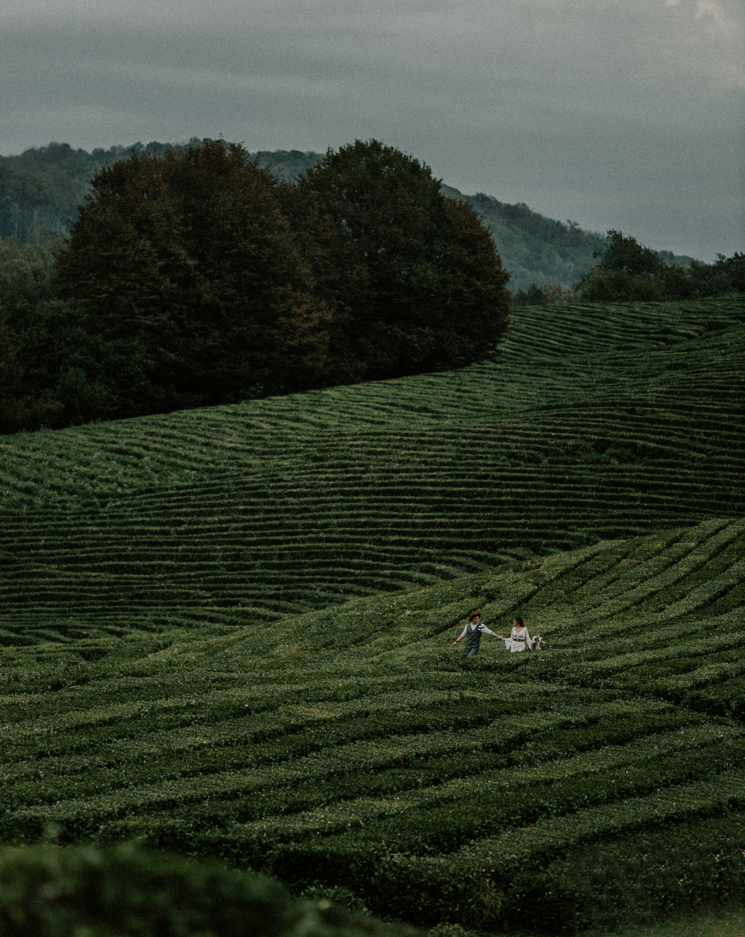 Дима и Аня. Чайная плантация. ФОТОГРАФ Екатеринбург Москва Анастасия Замесина