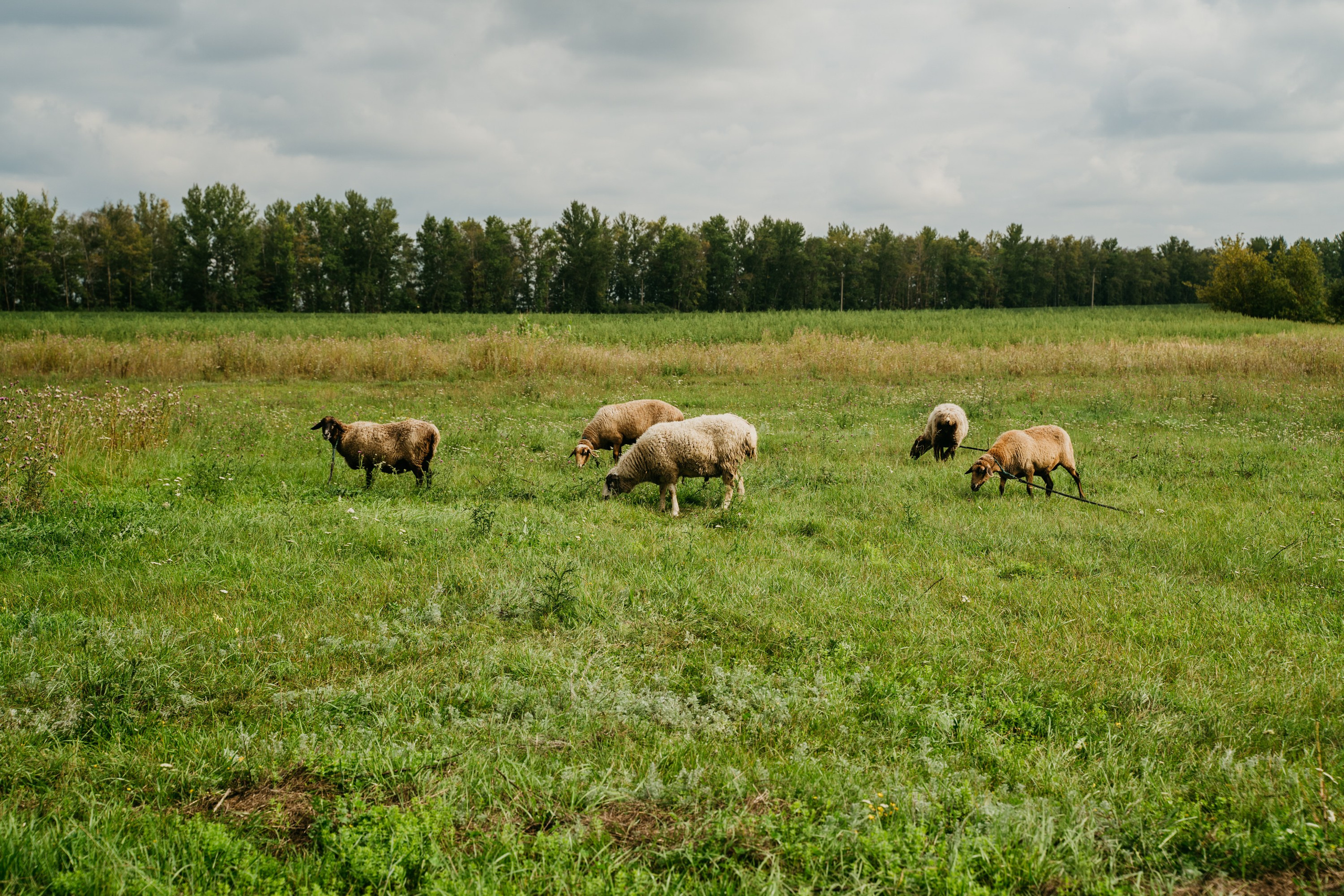 Деревенские мотивы портретной фотографии. Свадебный, семейный, портретный, репортажный фотограф в Санкт-Петербурге