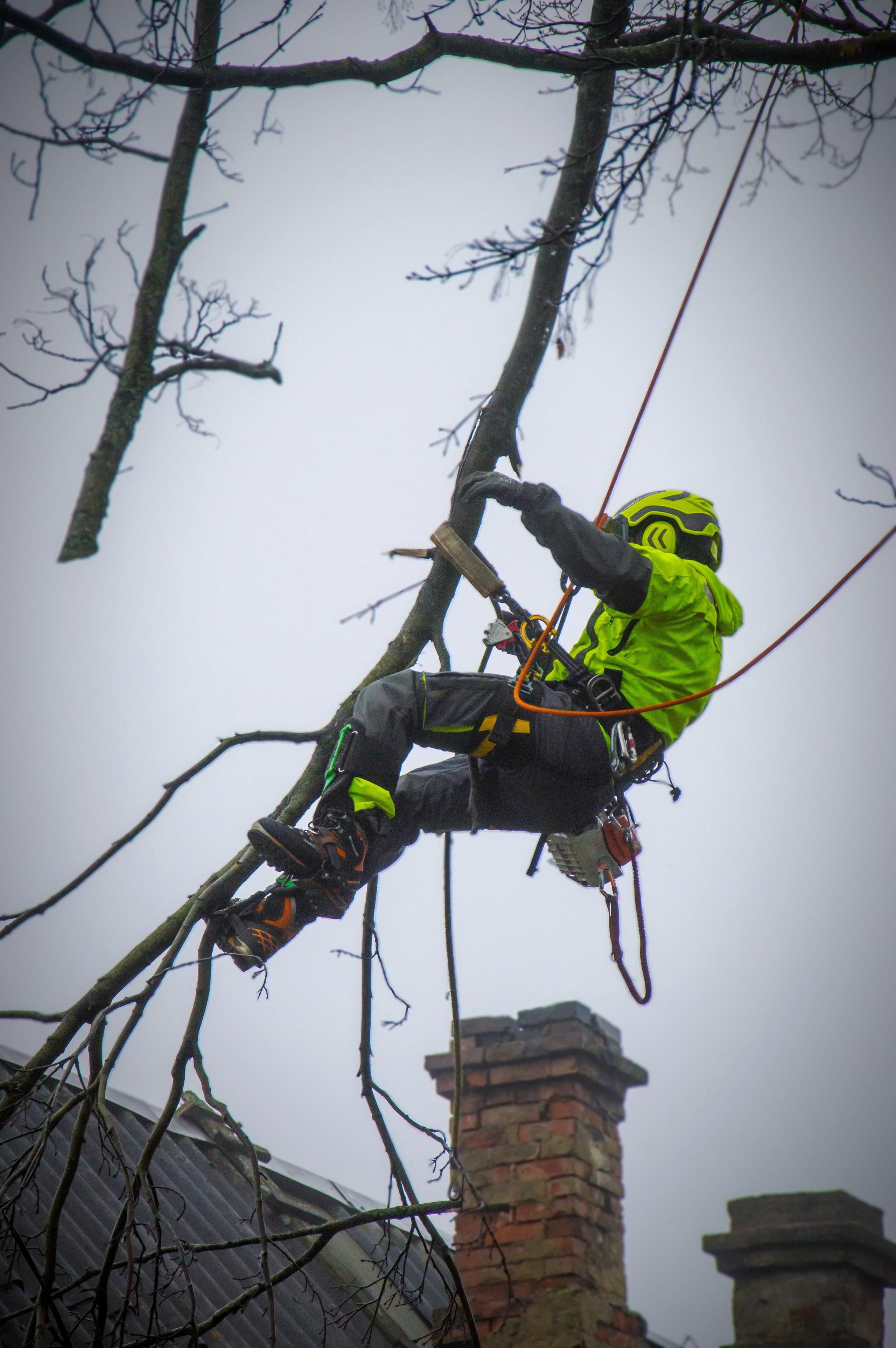 Спил деревьев. Аrbori Culturist