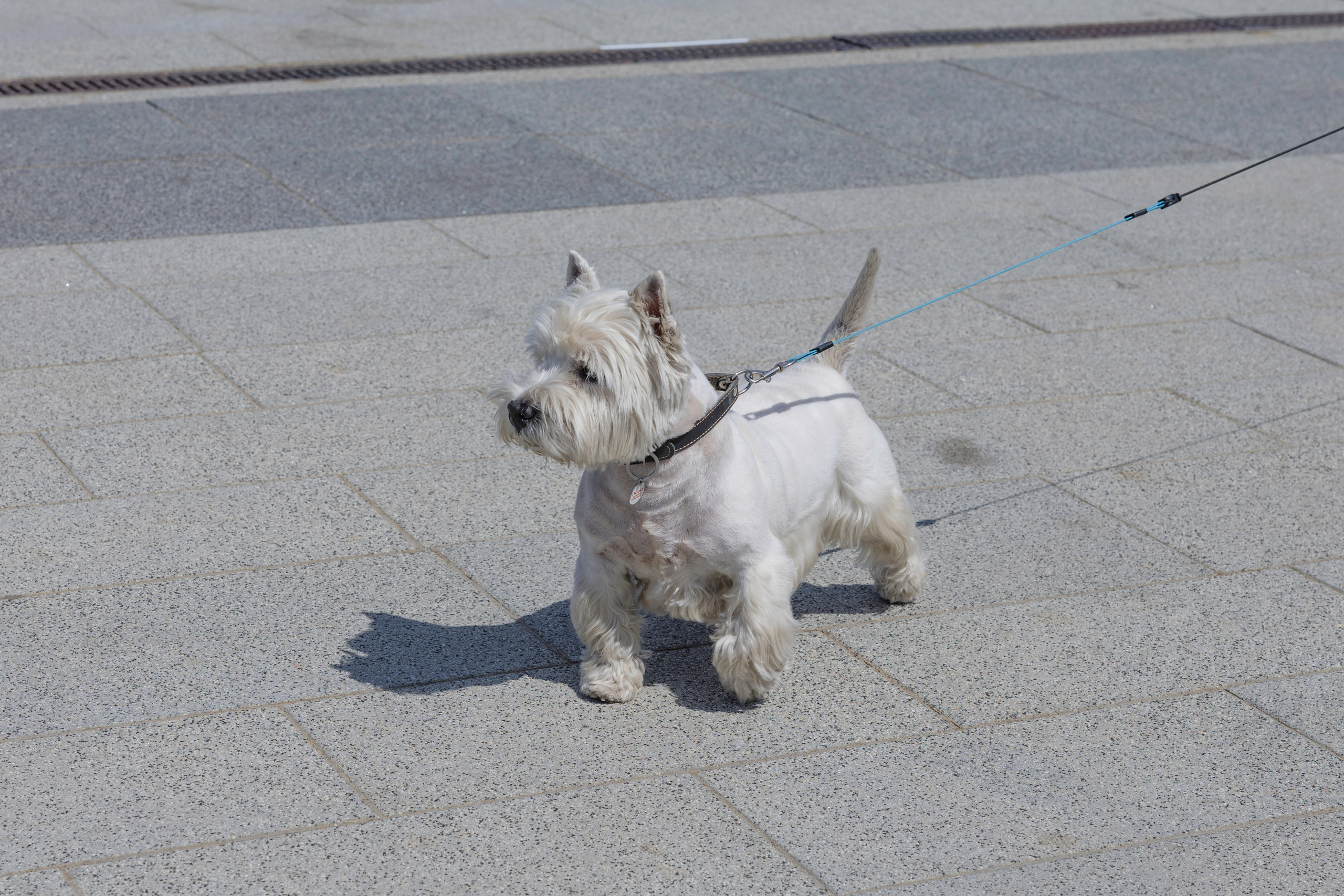 «ЛапкиФест». Фотограф, получающий удовольствие от своей работы