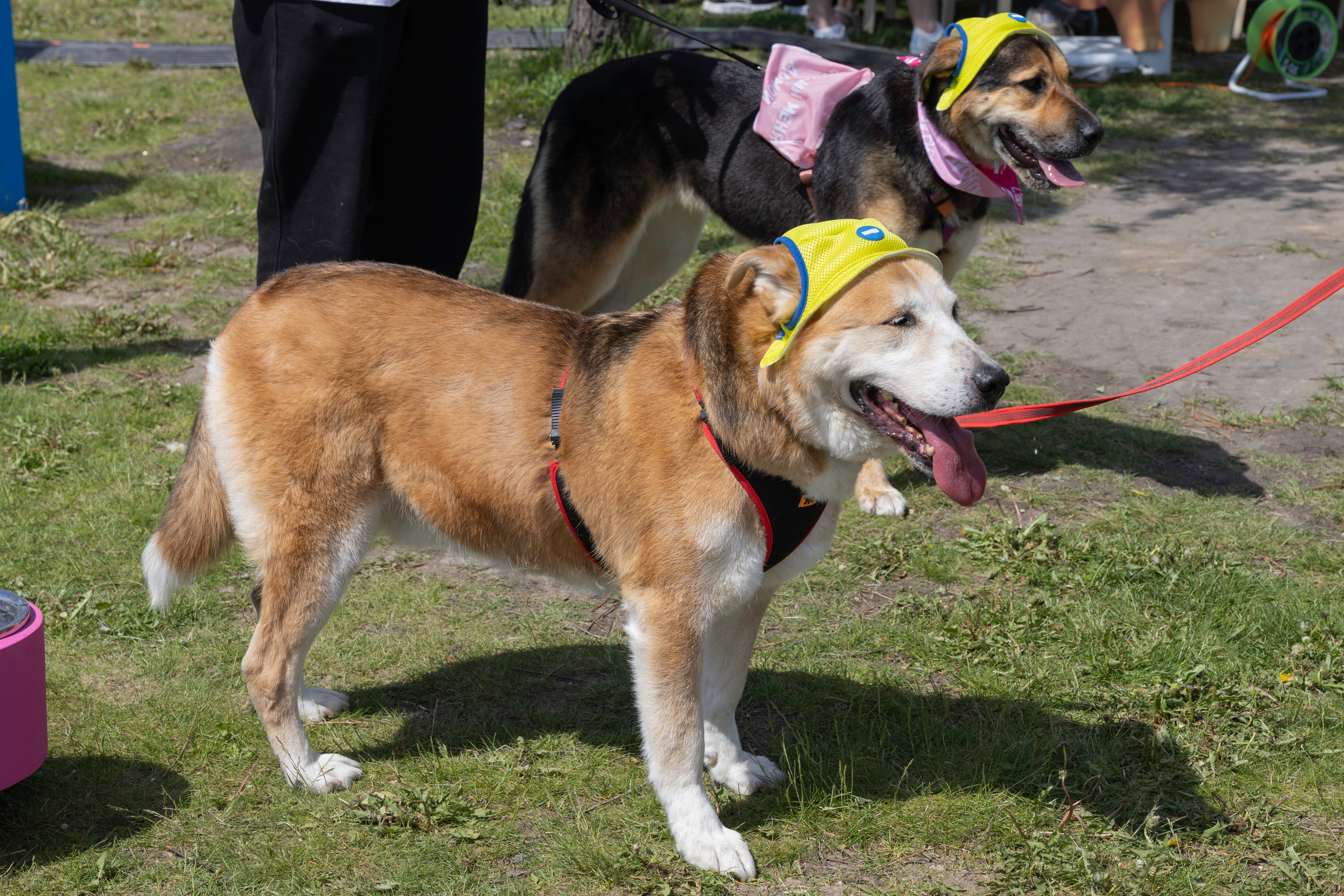 «ЛапкиФест». Фотограф, получающий удовольствие от своей работы