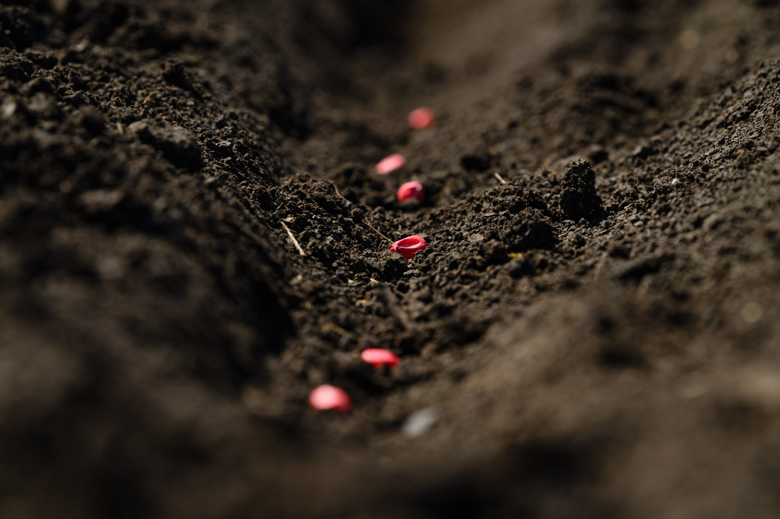 Проекты. Профессиональный фотограф Вячеслав Плацында | Липецк |