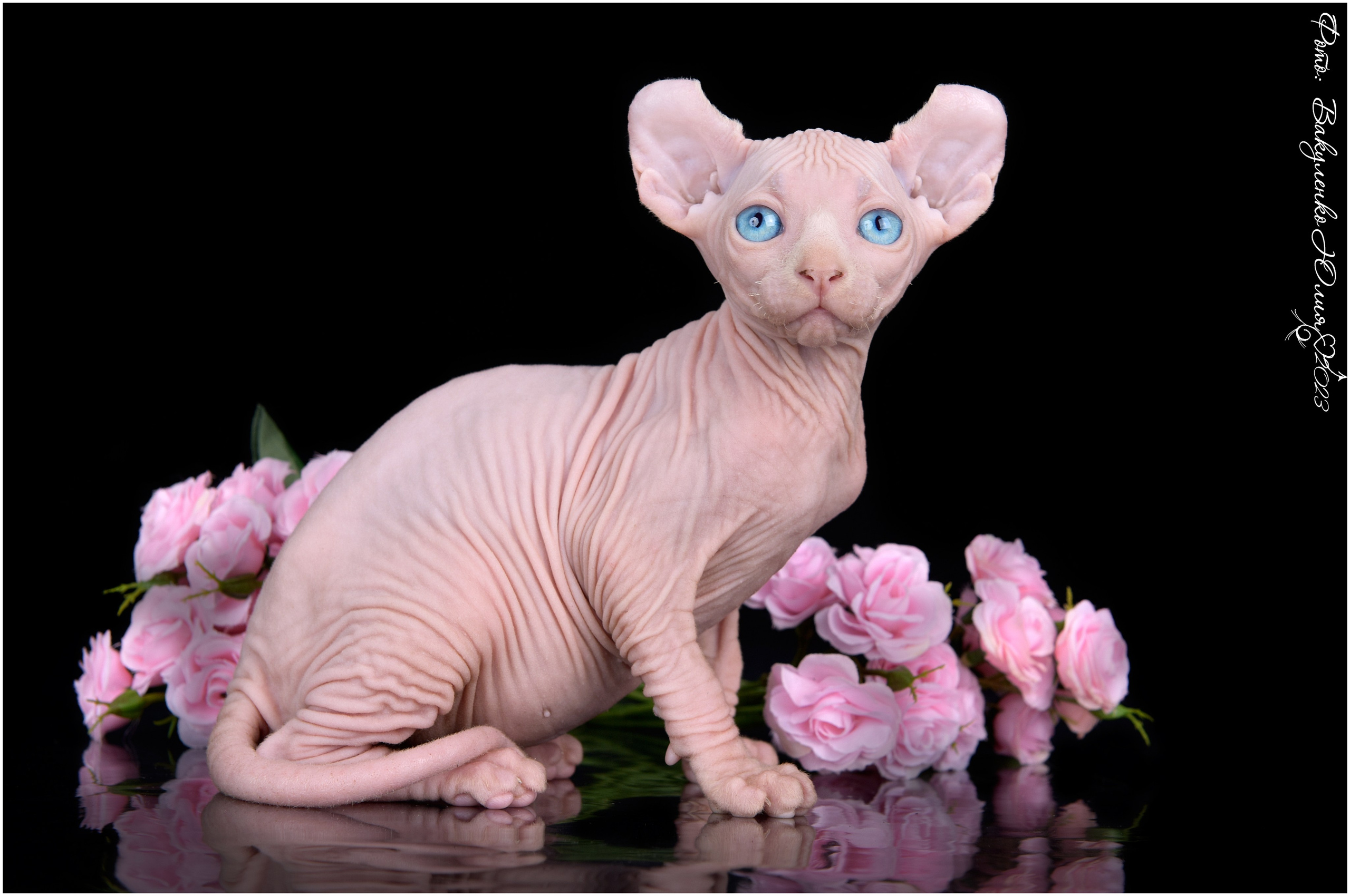 Котята. Фотограф анималист | семейный Юлия Вакуленко, г. Краснодар