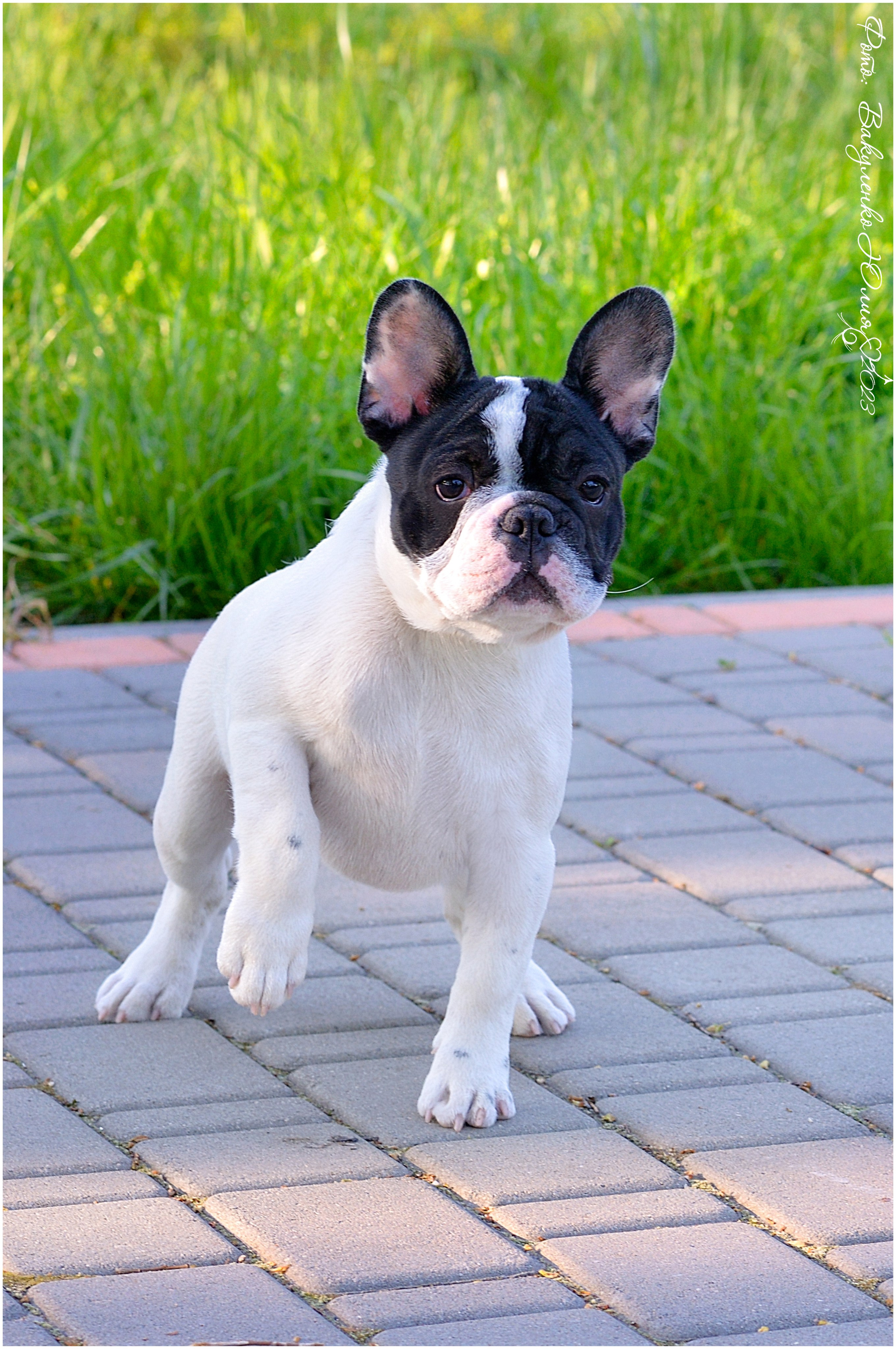 Студийная съемка. Фотограф анималист | семейный Юлия Вакуленко, г. Краснодар