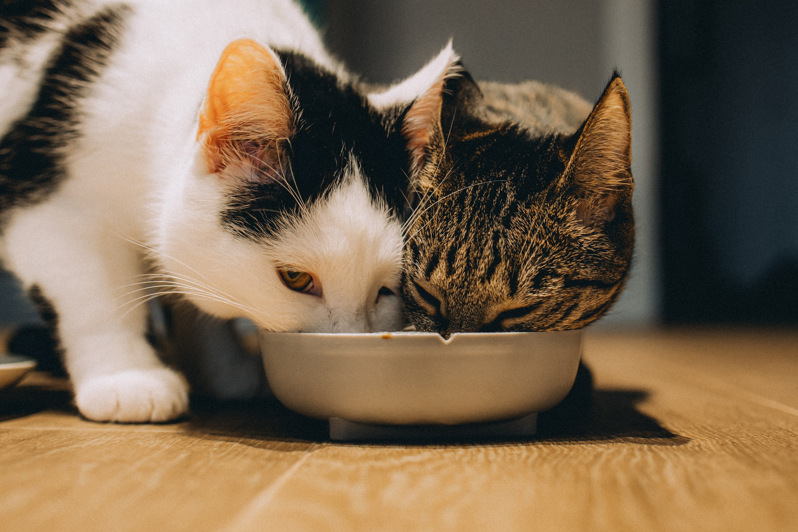 Рыся, Кепа и их семья