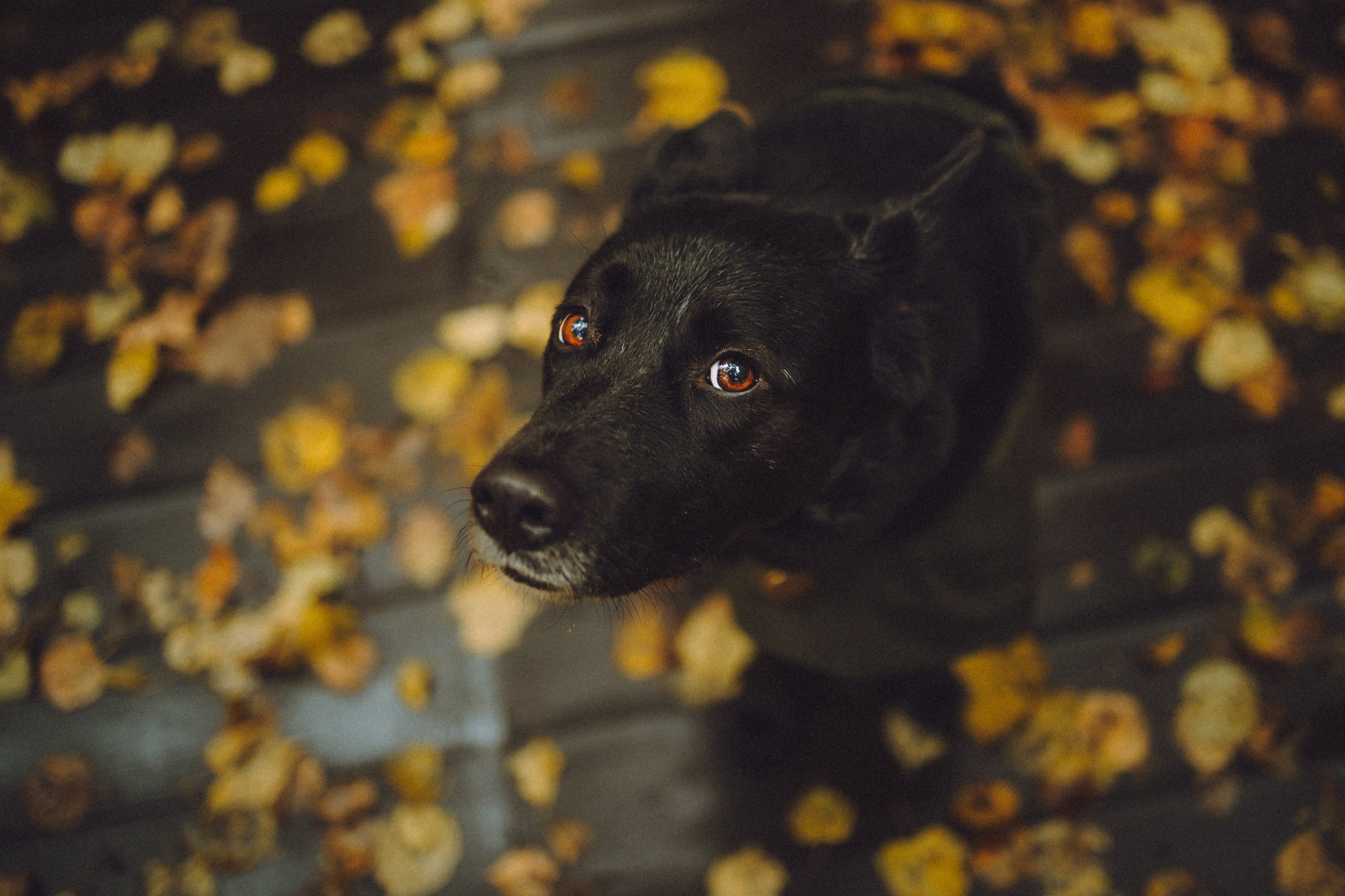 Рита и Буба