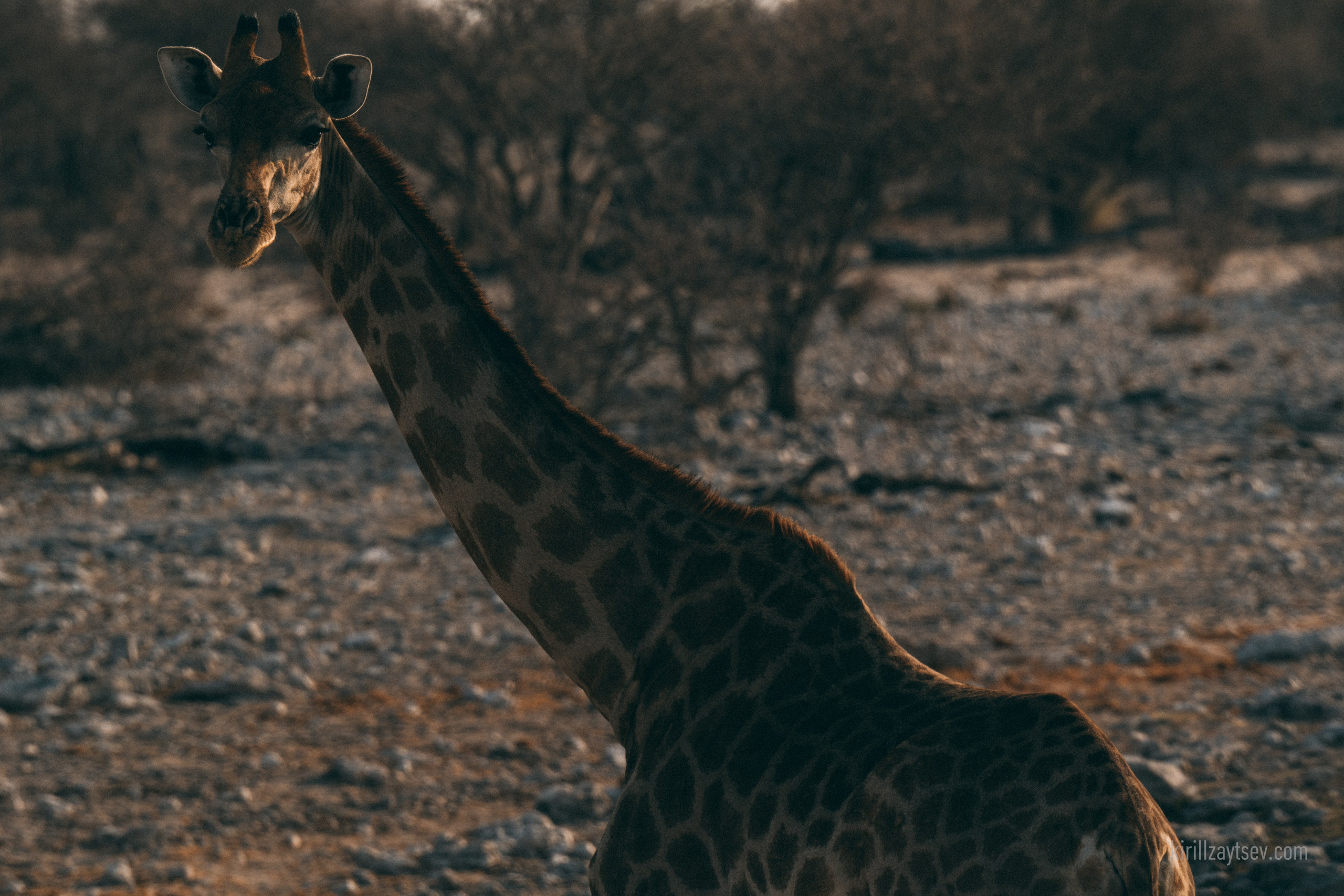 Жизнь. Профессиональный фотограф Кирилл Зайцев