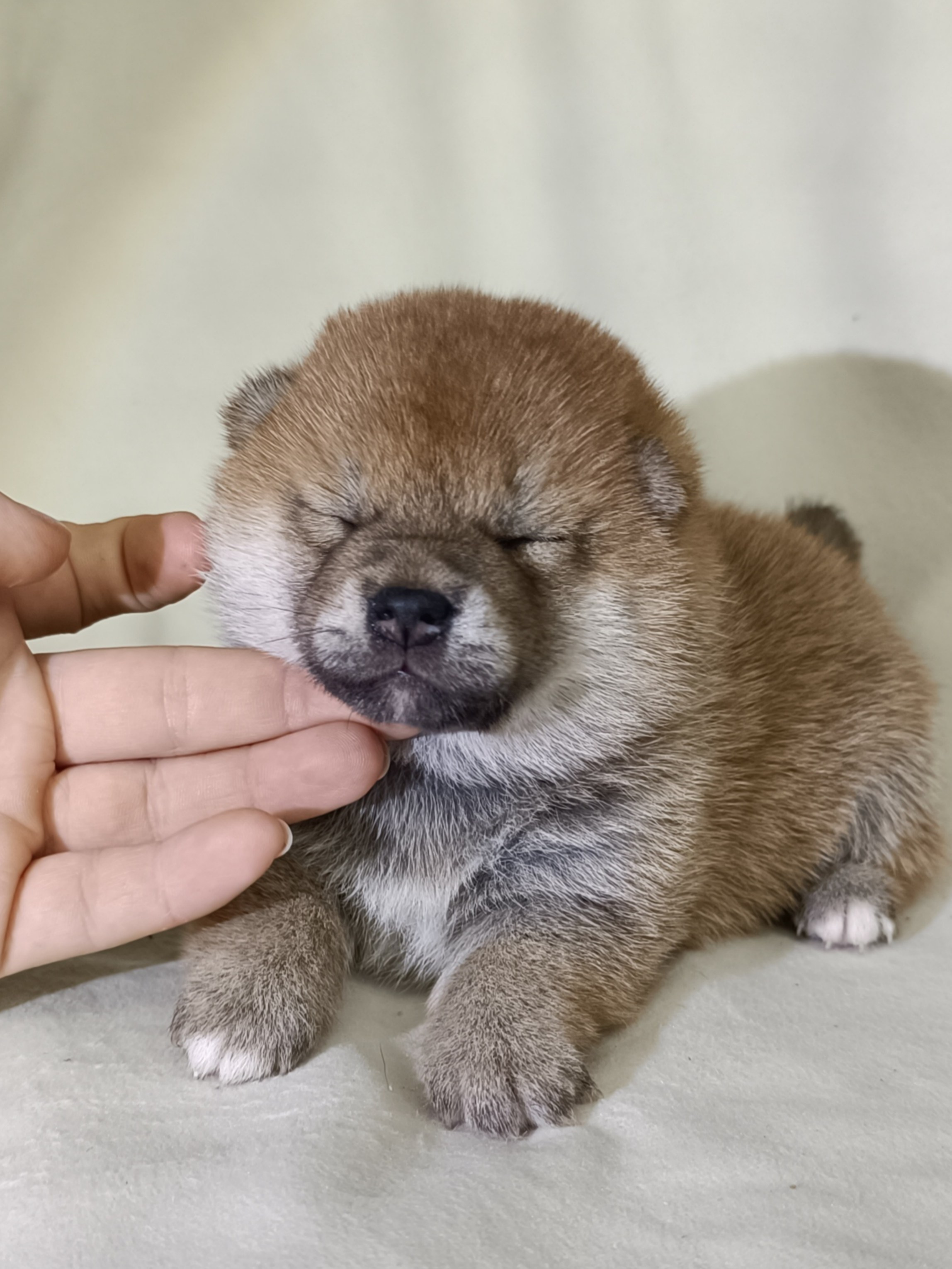 сиба питомник Рубилайт щенки на продажу rubylight  сиба щенки купить СПб Санкт-Петербург 