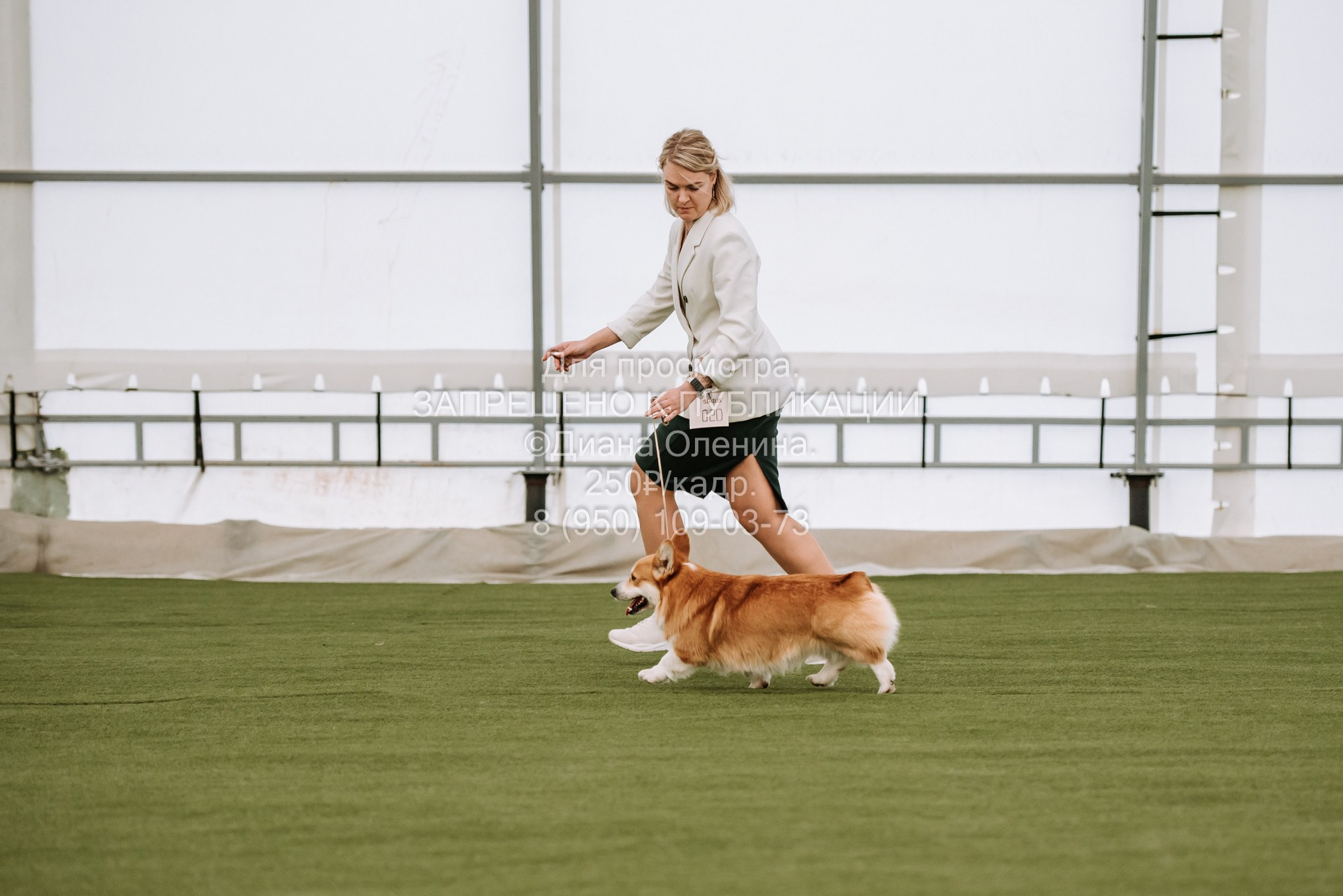 Выставка собак Красноярск 2.06. Фотограф Диана Оленина Красноярск / Братск
