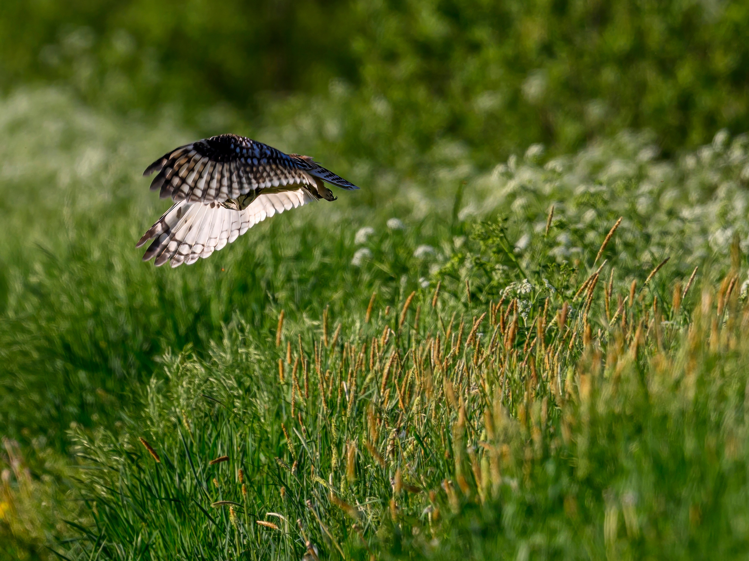 Охота сов. Фотограф Сергей Пупонин