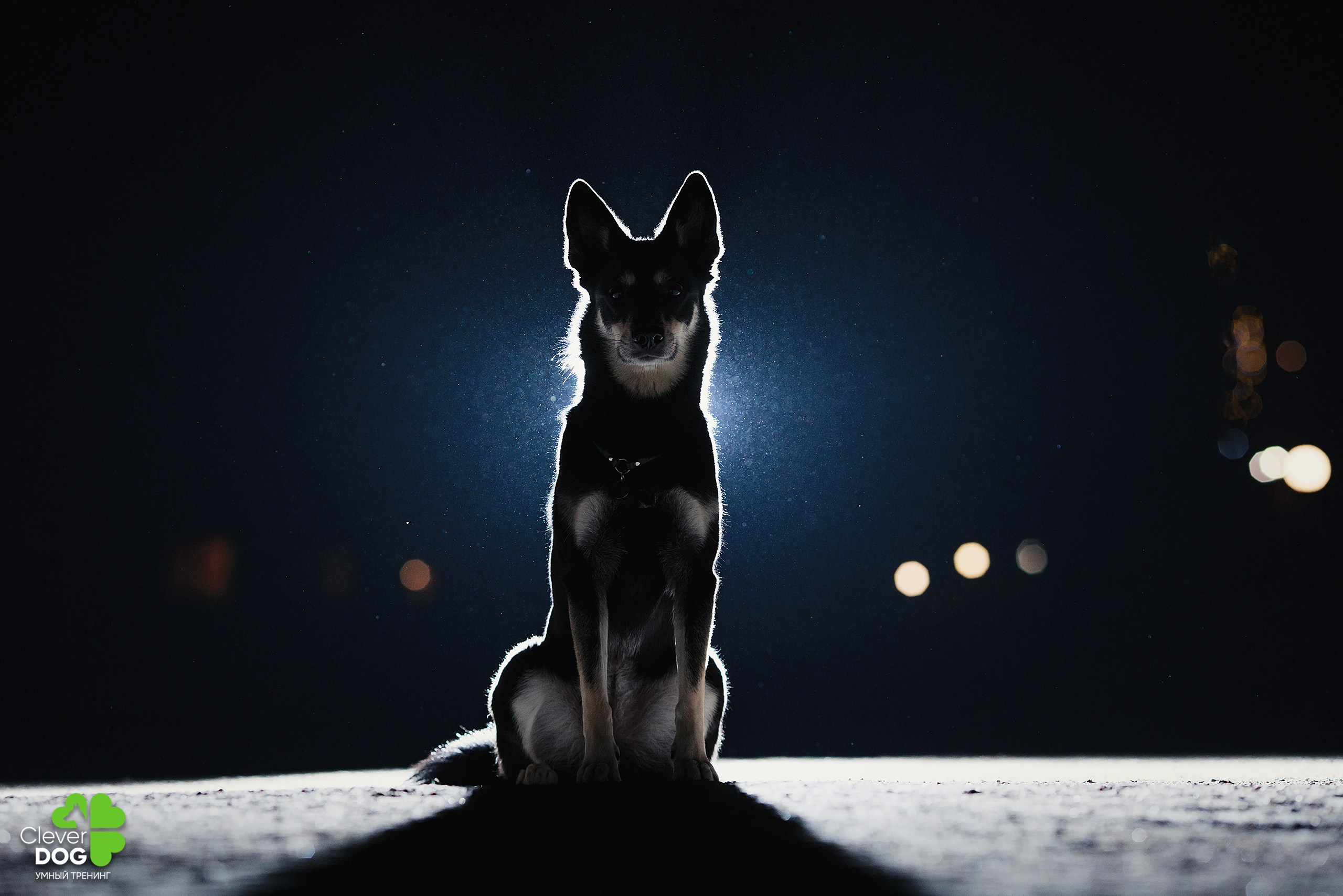 Кинологический лагерь CleverDog, 2024. Фотограф-анималист Mary Mart — Москва, Питер